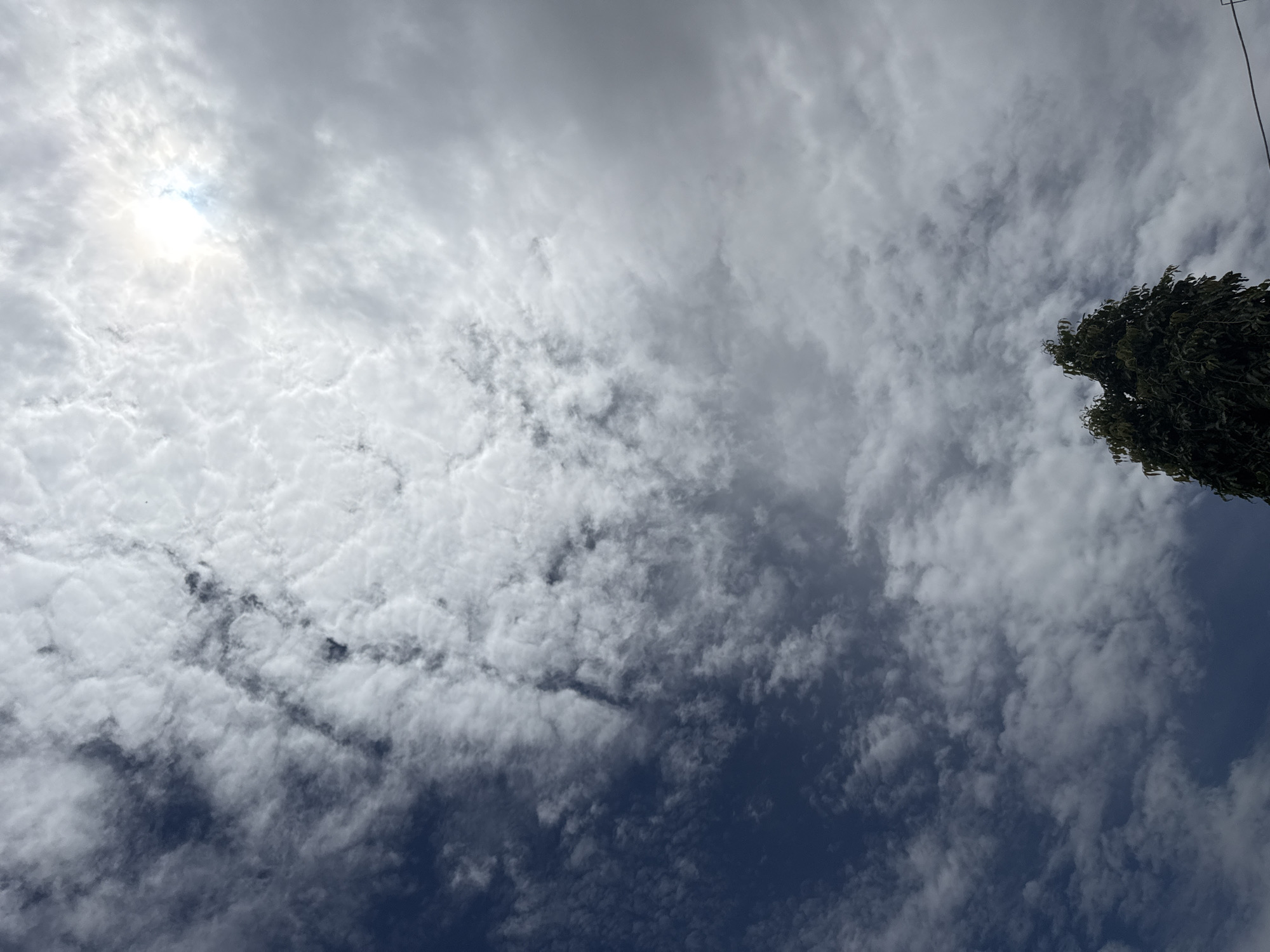 In an outdoor, low-angle, full-shot photograph, a dark green, leafy tree stands against a cloudy sky. The sky is a dramatic mix of deep blue on the left and lighter shades of gray and white on the right, with the sun visible as a bright, hazy orb in the upper right quadrant. The clouds appear textured, with some areas being dense and dark, while others are wispy and illuminated by the sun. The tree is positioned in the lower center of the frame, its branches and leaves filling the bottom portion of the image. The top of the tree reaches about a third of the way up the frame. The background is entirely the sky.