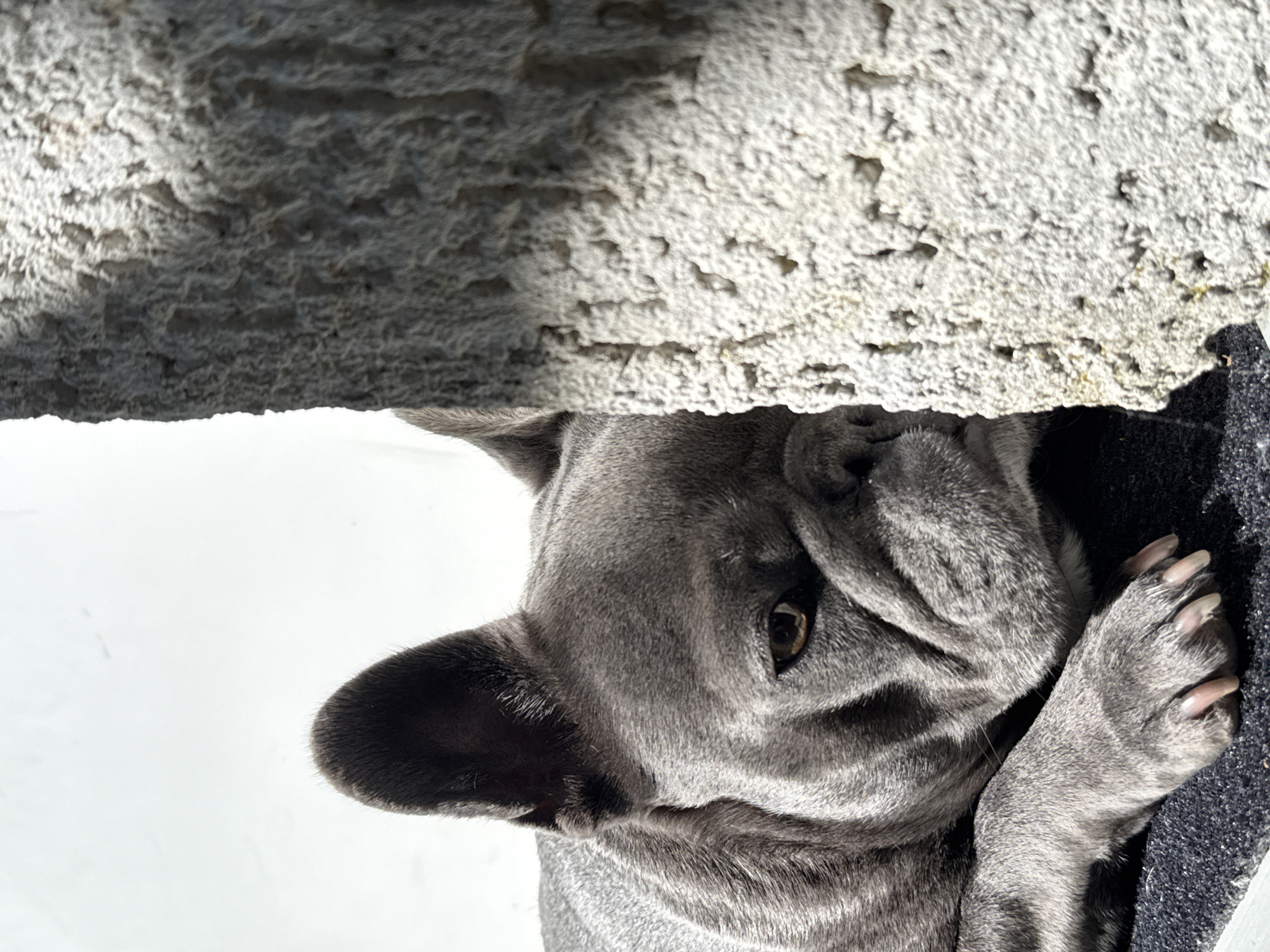 A blue French bulldog lies on a dark textured surface, with its head partially obscured by a rough, light-colored stone object. The dog's right eye and part of its snout are visible, suggesting it is looking to the left. The background is a plain, bright white surface. The scene is illuminated by sunlight, casting shadows. This image was captured in Bad Sachsa, Germany.