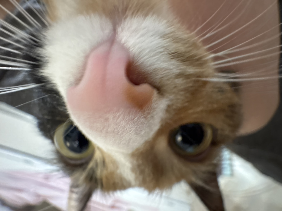 An extreme close-up captures a calico cat's face, dominated by a large, pink nose. The cat's eyes, with dark pupils, gaze upwards. White whiskers fan out from the muzzle. Fur colors range from tan to black, creating a mottled appearance. The shot is angled downwards, emphasizing the cat's features and creating a distorted perspective.