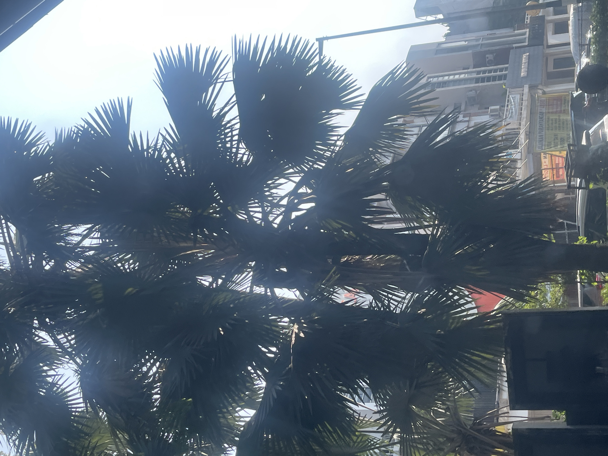 The image shows a street scene in North Jakarta, Indonesia, dominated by the dark silhouettes of palm trees in the foreground. The palm fronds partially obscure the view of buildings in the background, which appear to be commercial establishments. The buildings are multi-story with windows and air conditioning units visible. There are signs on the buildings, one of which appears to be in Indonesian. The sky is bright and appears to be clear, suggesting daylight. The street is visible at the bottom of the image with some vehicles, including cars and what looks like a motorbike rack. The overall impression is a typical urban environment in a tropical location.