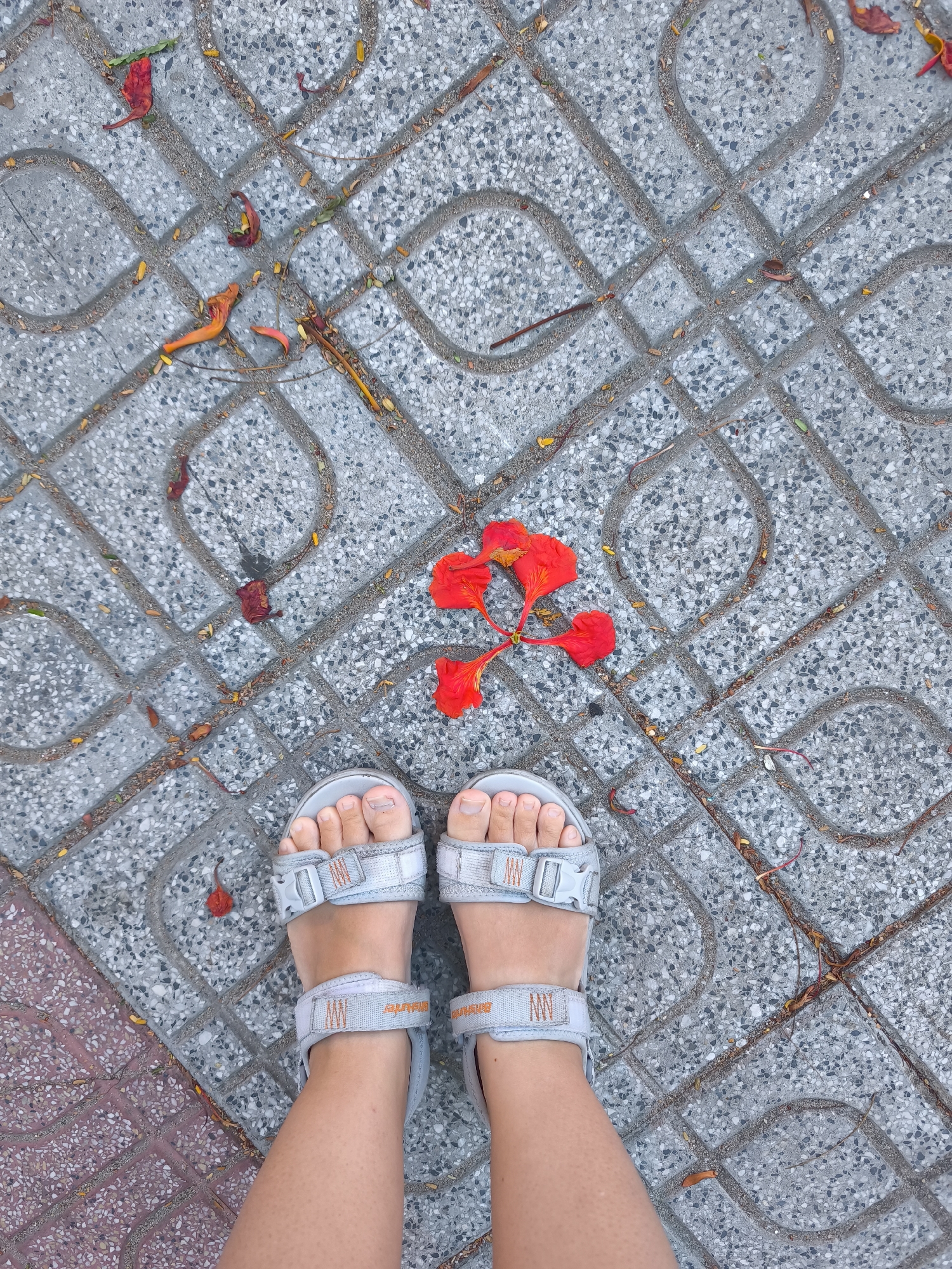 This is a top-down, medium shot of a person's feet wearing grey velcro sandals, standing on a patterned tile sidewalk. Scattered across the sidewalk are fallen leaves and a single red flower, which appears to be a flamboyant flower. The left side of the image shows a section of the sidewalk with reddish-brown tiles, transitioning into the grey patterned tiles. The image captures a close-up of the feet, highlighting the texture of the skin, the toenails, and the details of the sandals, which have orange and white straps. The background consists of the interlocking grey tiles with embedded grey and white stones, forming a repeating geometric pattern. The overall scene suggests an outdoor environment, possibly a street or public walkway in a city.