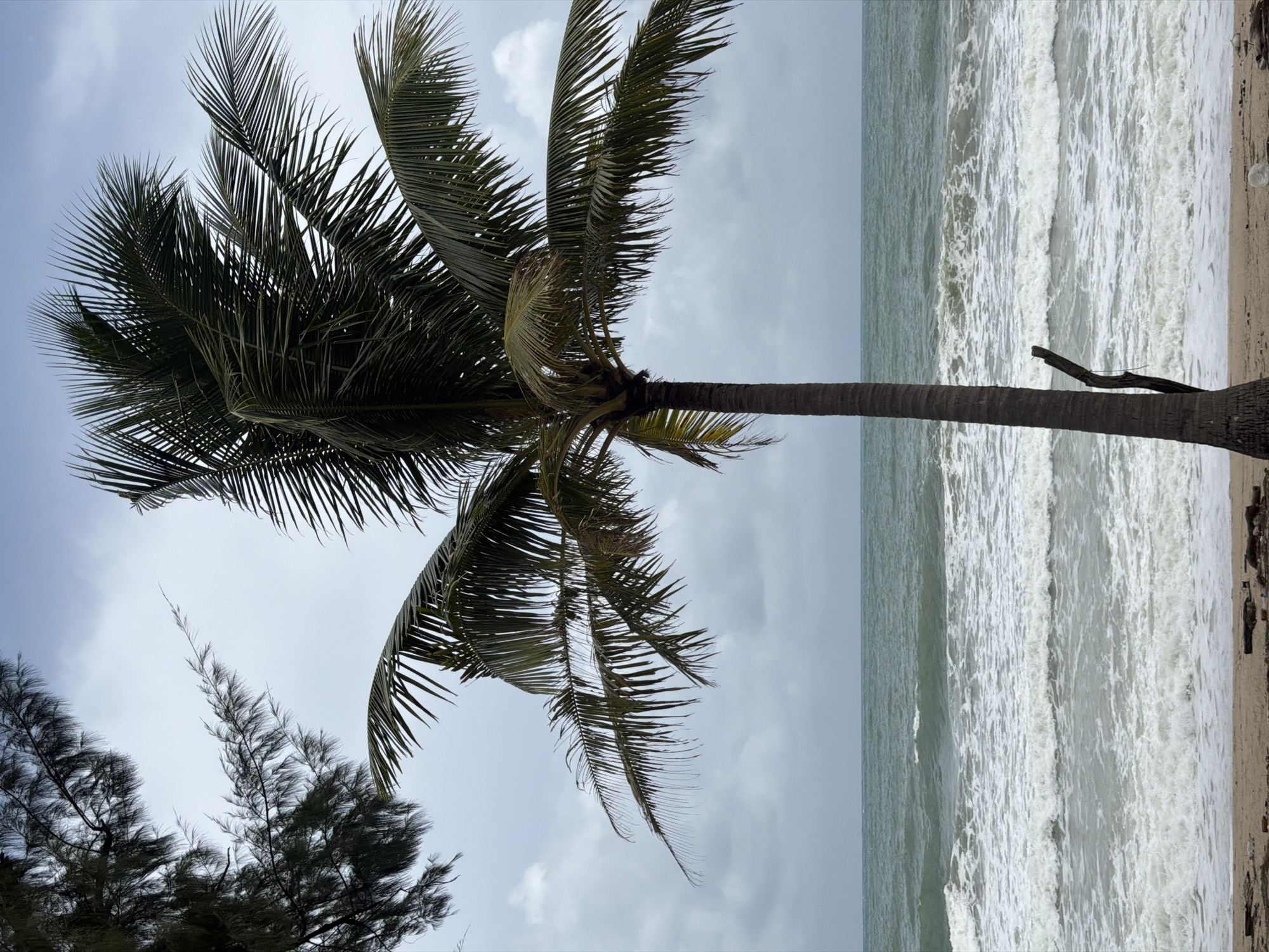 A lone palm tree stands tall on a sandy beach, its fronds reaching towards a cloudy sky. The ocean stretches out before it, waves crashing onto the shore with frothy whitecaps. The water is a deep, murky green, reflecting the overcast conditions. In the background, a line of trees can be seen, their dark branches silhouetted against the pale sky. The beach itself is littered with driftwood and a few pieces of debris, suggesting a recent storm or high tide. The scene evokes a sense of solitude and the raw power of nature.