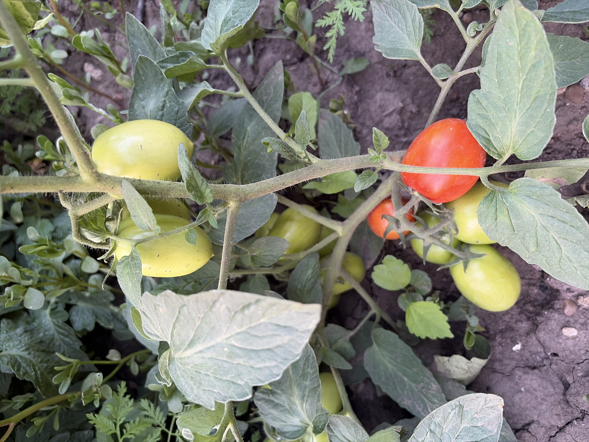 A close-up, slightly overhead shot captures a cluster of Roma tomatoes growing on a vine in a garden. The tomatoes vary in ripeness, with some appearing a pale green and others a vibrant red. The vine's stem is thick and fuzzy, supporting the fruit and lush green leaves. The background is a mix of more foliage and dark soil, suggesting an outdoor setting. The lighting is natural and slightly diffused, casting soft shadows. The location is identified as a garden in Oxentea, Moldova.