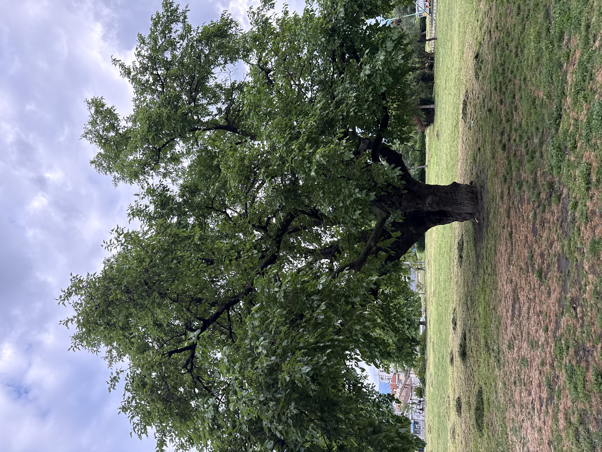A photograph of a mature tree in a park setting, most likely located in Plovdiv, Bulgaria, judging by the architecture visible in the distance. The tree features a thick trunk, a full canopy of green leaves, and prominent branches extending in various directions. The ground below is covered in grass, exhibiting patches of both green and brown, suggesting a mix of healthy and dry areas. In the background, blurred details of buildings can be discerned, indicating an urban environment adjacent to the park. The sky above is overcast, with a mix of grey clouds. The image appears to be taken during the day. There is no indication of any people in the immediate view.