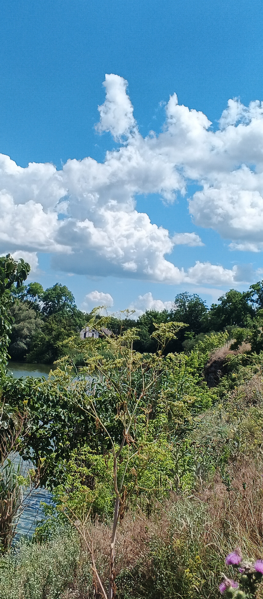 The image depicts a natural landscape with a body of water on the left, bordered by lush green vegetation. In the background, a dilapidated building, possibly an old house, is partially visible amidst dense trees. The sky is a vibrant blue, adorned with fluffy white cumulus clouds, suggesting fair weather. The foreground is filled with various plants, including tall grasses and flowering thistles, with one prominent flowering plant with a thin, branching stem and small green buds in the center. The overall scene is one of rural tranquility and overgrown nature. The location is identified as Ternivka, Ukraine.