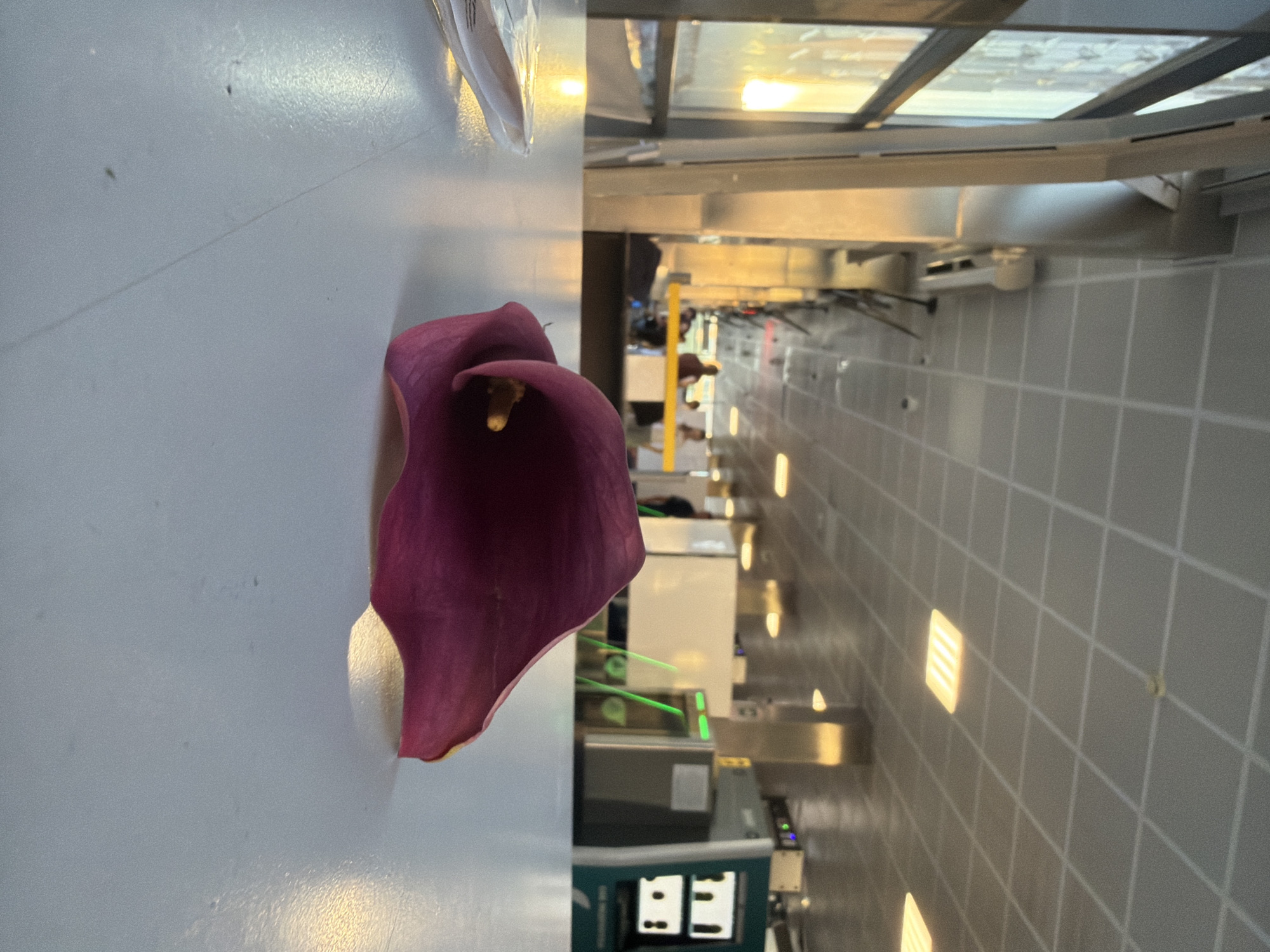 A single, dark pink calla lily petal rests on a light-colored, reflective surface, likely a table. The petal is curved and appears to be partially unfurled, with a visible spadix in its center. In the background, the scene suggests an indoor public space, possibly an airport terminal or a modern building lobby. Large windows with a grid pattern are visible on the left, letting in warm, natural light that reflects on the surfaces. Further back, a registration or security area is discernible with people standing and walking. There are also metal pillars, a tiled ceiling with square light fixtures, and various pieces of equipment, including what appears to be a security scanner with green laser beams. The overall atmosphere is calm and somewhat sterile, with the vibrant petal providing a focal point of color against the muted background. The location is identified as Rostov-on-Don, Russia.