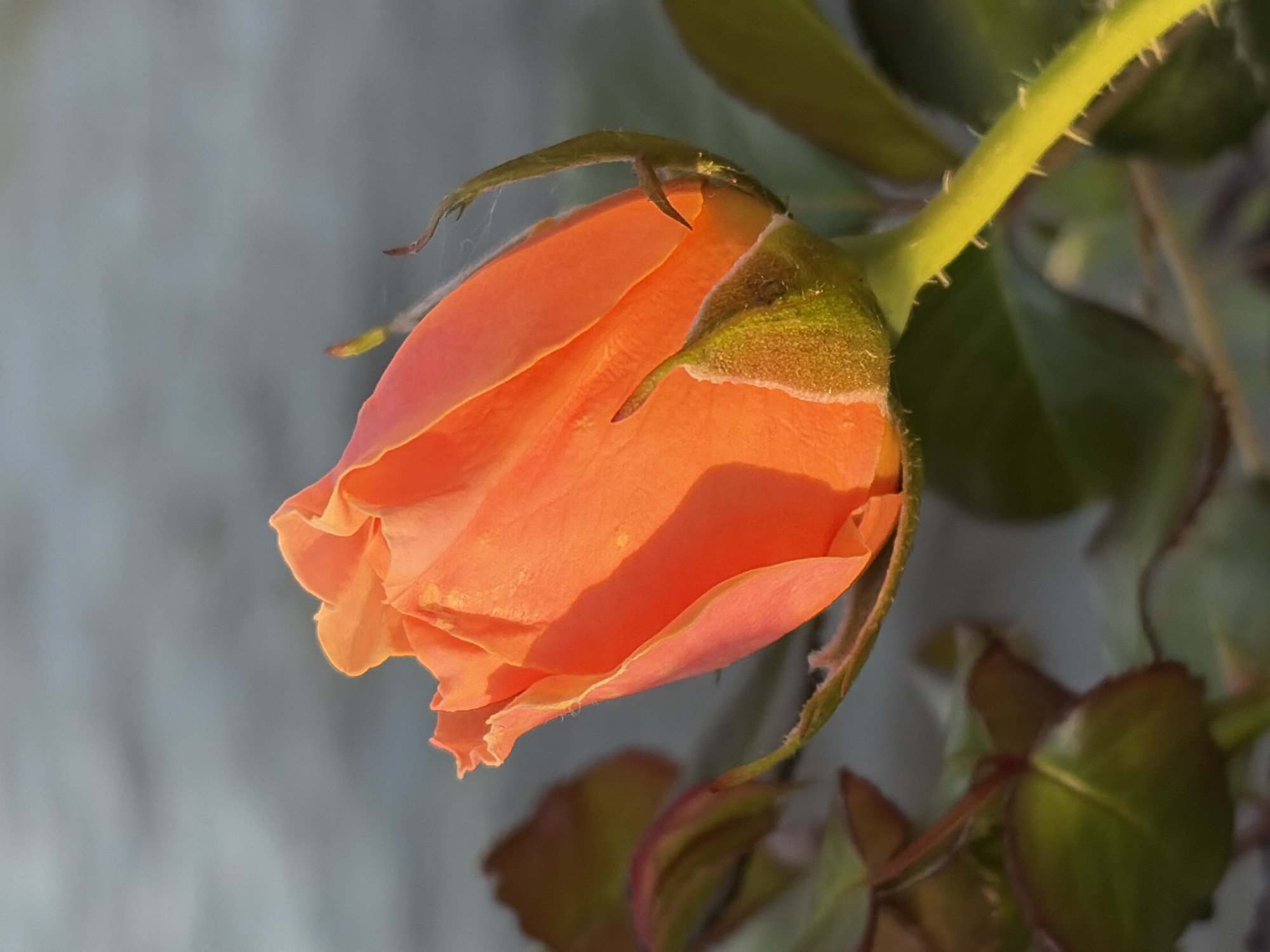 An orange rosebud is illuminated by golden sunlight against a blurred, gray background. The rose is in profile, with its petals tightly furled. A thin strand of spiderweb is visible near the top of the bud. Green leaves and stems are visible in the foreground, some of which are blurred and out of focus. The background appears to be a textured surface, possibly a wall or pavement, with a soft, diffused light. There are no people or other discernible objects in the scene.