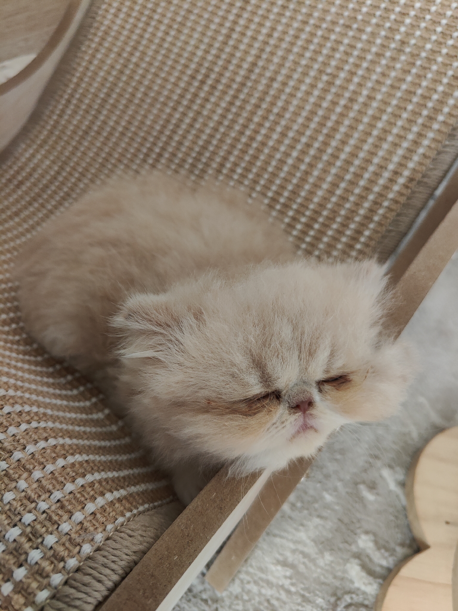 An overhead close-up shot shows a small, fluffy, cream-colored kitten sleeping on a beige and white woven mat. The kitten's eyes are closed, and its pink nose is visible. The mat is textured with a pattern of interwoven threads. A light-colored wooden beam runs diagonally across the kitten. The background consists of a light gray shaggy rug. There is no visible indication of a specific location in London, United Kingdom.