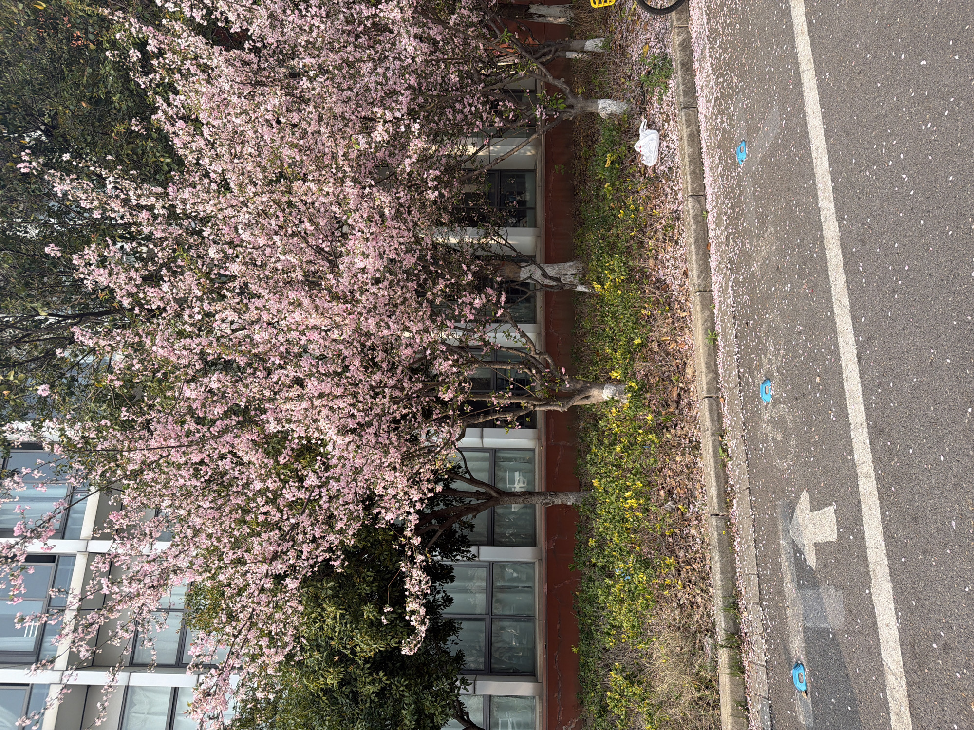 The image depicts a scene in Jiangning District, China, featuring flowering trees in full bloom alongside a building and a street. The trees have delicate pink blossoms, with petals scattered on the ground. A building with windows is partially visible behind the trees. Adjacent to the trees is a sidewalk and a section of asphalt street marked with a white directional arrow and a solid white line. Blue reflectors are spaced along the street. Petals are scattered on the asphalt.