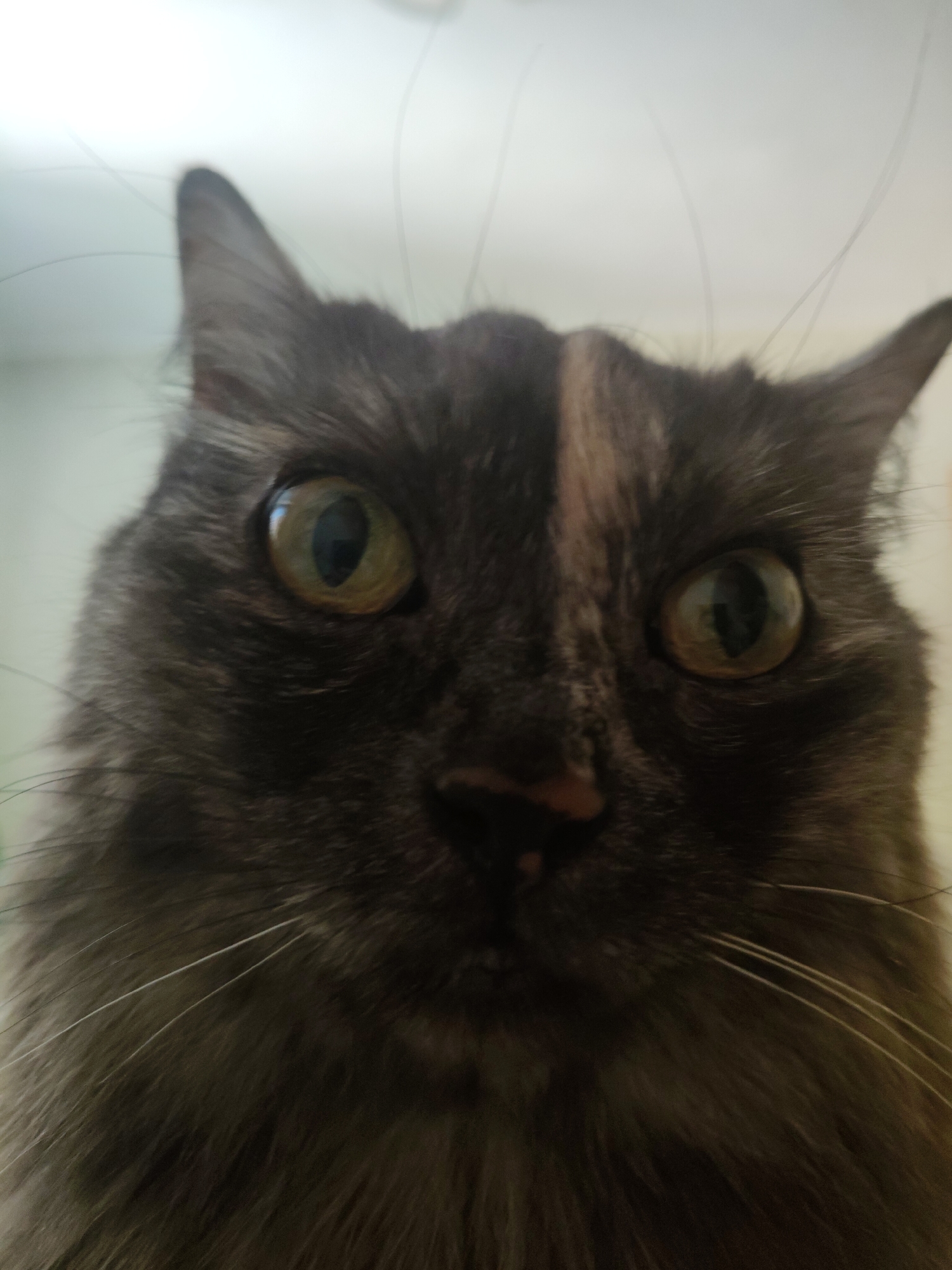 This is a close-up, eye-level, portrait photograph of a domestic cat. The cat is a tortoiseshell breed with dark gray and brown fur, a prominent tan stripe down the center of its forehead, and large, round, green eyes. Its ears are pointed and its whiskers are long and white. The cat is looking directly at the camera. The background is out of focus and appears to be an indoor environment with a plain, light-colored wall. There is no indication of the city of Bol'shoye Kozino, Russia, in the image or its context.
