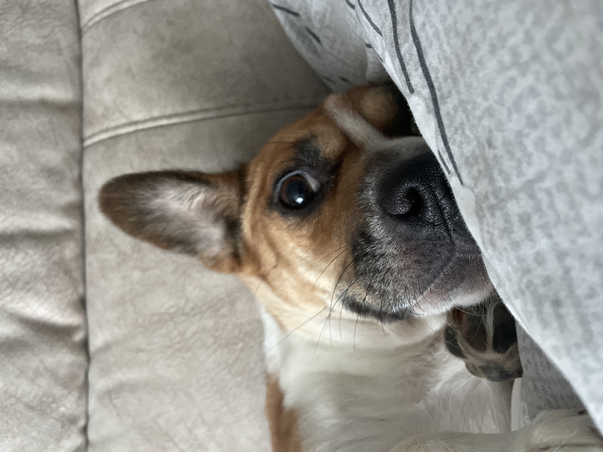 A medium close-up shot shows a dog nestled under a striped blanket on a beige couch. The dog's head is visible, with one brown ear sticking out to the left. Its eyes are open and focused on the camera. The dog's nose is large and black, with visible whiskers. A paw is partially visible under the blanket near the dog's head. The blanket is gray with thin black stripes. The couch is light beige and textured.
There is no indication of the location being Vladivostok, Russia.