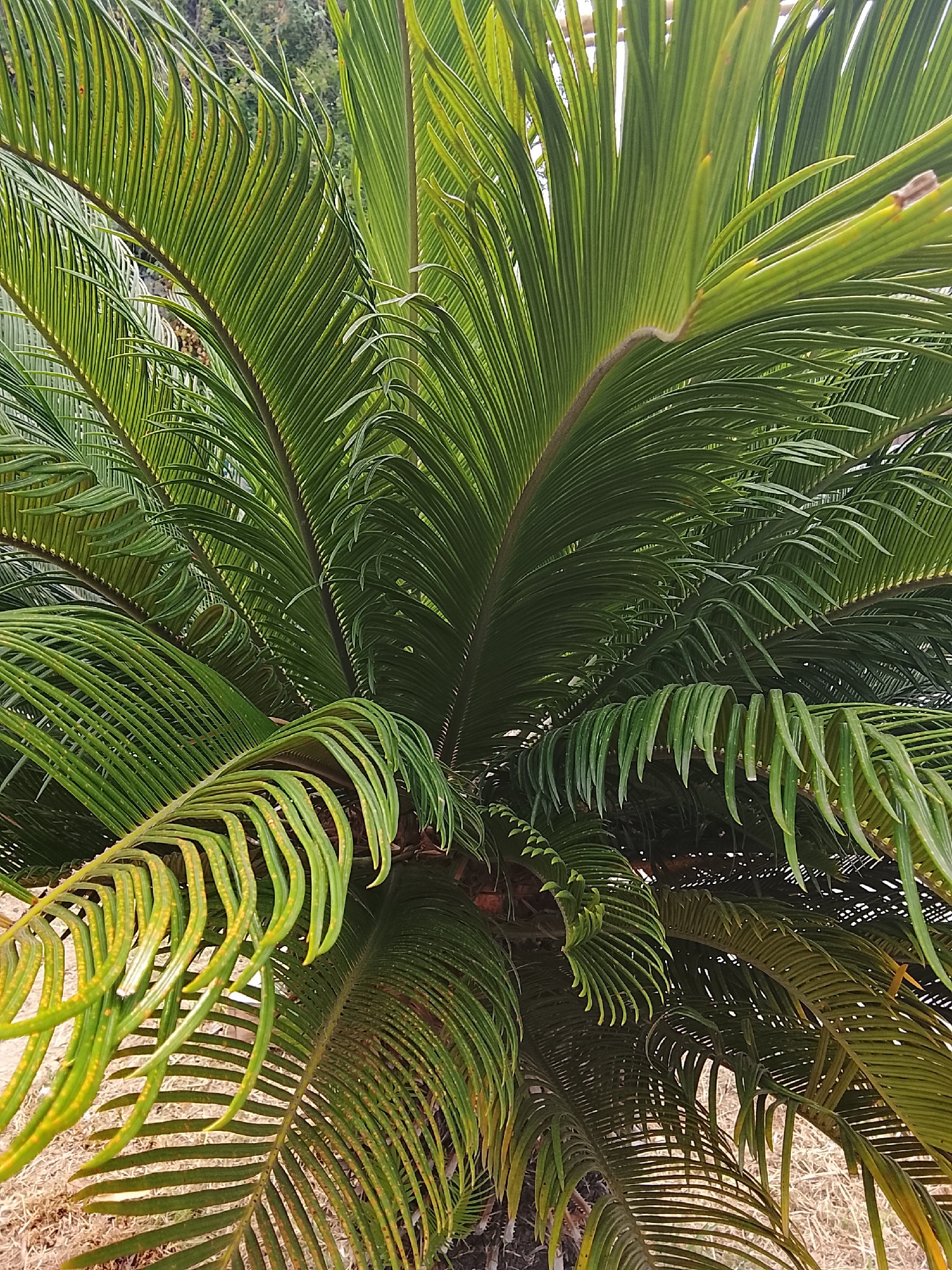 This is a close-up, eye-level shot of the vibrant green fronds of a sago palm plant. The fronds are long, narrow, and feathery, with many individual leaflets emerging from a central stem. Some of the fronds are curled and drooping, while others are upright and reaching outwards. The overall impression is one of lushness and abundance. The background is blurred, suggesting that the focus is entirely on the plant. The ground beneath the plant appears to be covered in dry grass or straw. The lighting is natural and diffused, casting soft shadows on the fronds. There are no people or animals visible in the image. The scene is domestic and tranquil. The location of Oryol-Izumrud, Russia is not visually evident in this image, as it is a close-up shot of a plant.