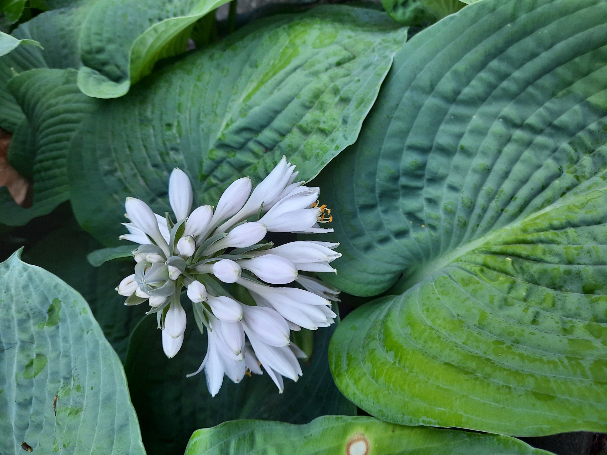 The image is a close-up, overhead view of a cluster of delicate, white Hosta flowers emerging from large, ribbed, green leaves. The leaves are damp, with visible water droplets and some minor spotting. The flower stalk is elongated, with multiple bell-shaped flowers, some fully open and others in bud. The stamens of the open flowers are visible and appear yellow. The background consists of more of the large, green Hosta leaves, creating a dense, naturalistic setting. The scene is likely outdoors, in a garden or park. There is no information in the image to suggest a specific location in Rosenheim, Germany.