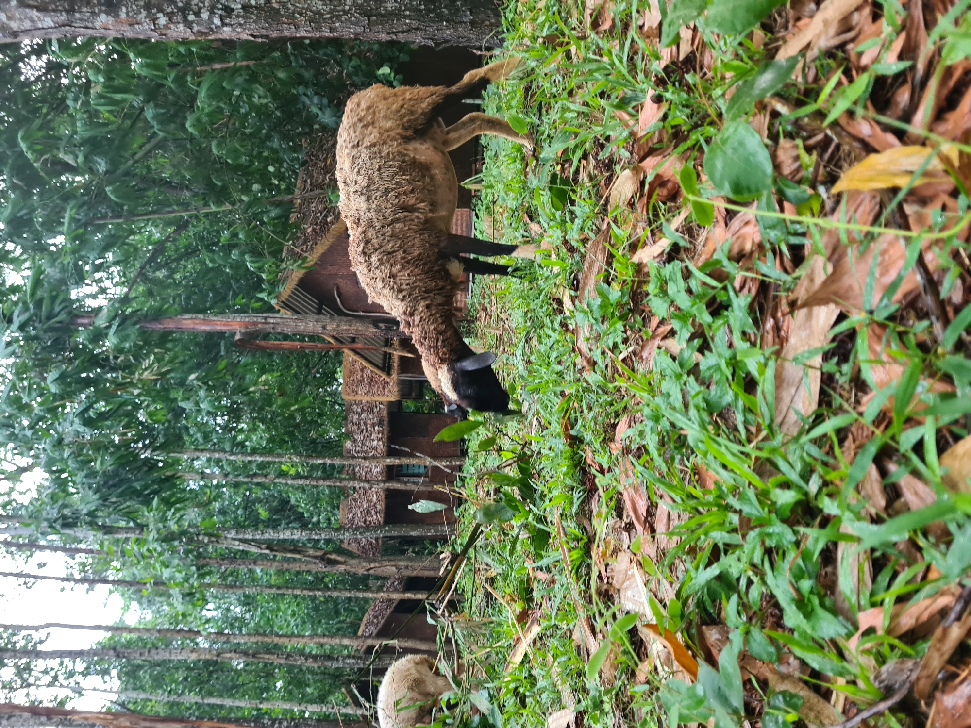 The image depicts an outdoor scene with two sheep in a grassy area with fallen leaves. In the background, there are several small wooden structures with thatched roofs, possibly huts or small buildings, surrounded by trees. The overall environment appears to be natural, possibly a rural area or a park. The lighting suggests an overcast day. There is no indication of the city of Đà Nẵng, Vietnam, in the image itself.