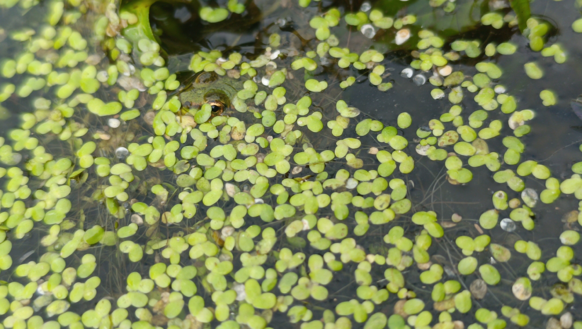 A close-up, overhead shot shows a frog partially submerged in dark water, its eye visible above the surface. The water is covered with a dense layer of small, bright green duckweed. Some small pebbles and debris are mixed in with the duckweed. The scene appears to be a natural pond or water feature, possibly in an urban park or garden, as duckweed is a common aquatic plant. The frog is positioned to the left of the frame, with its head and eye breaking the surface of the water. The surrounding duckweed creates a textured, vibrant green carpet.
