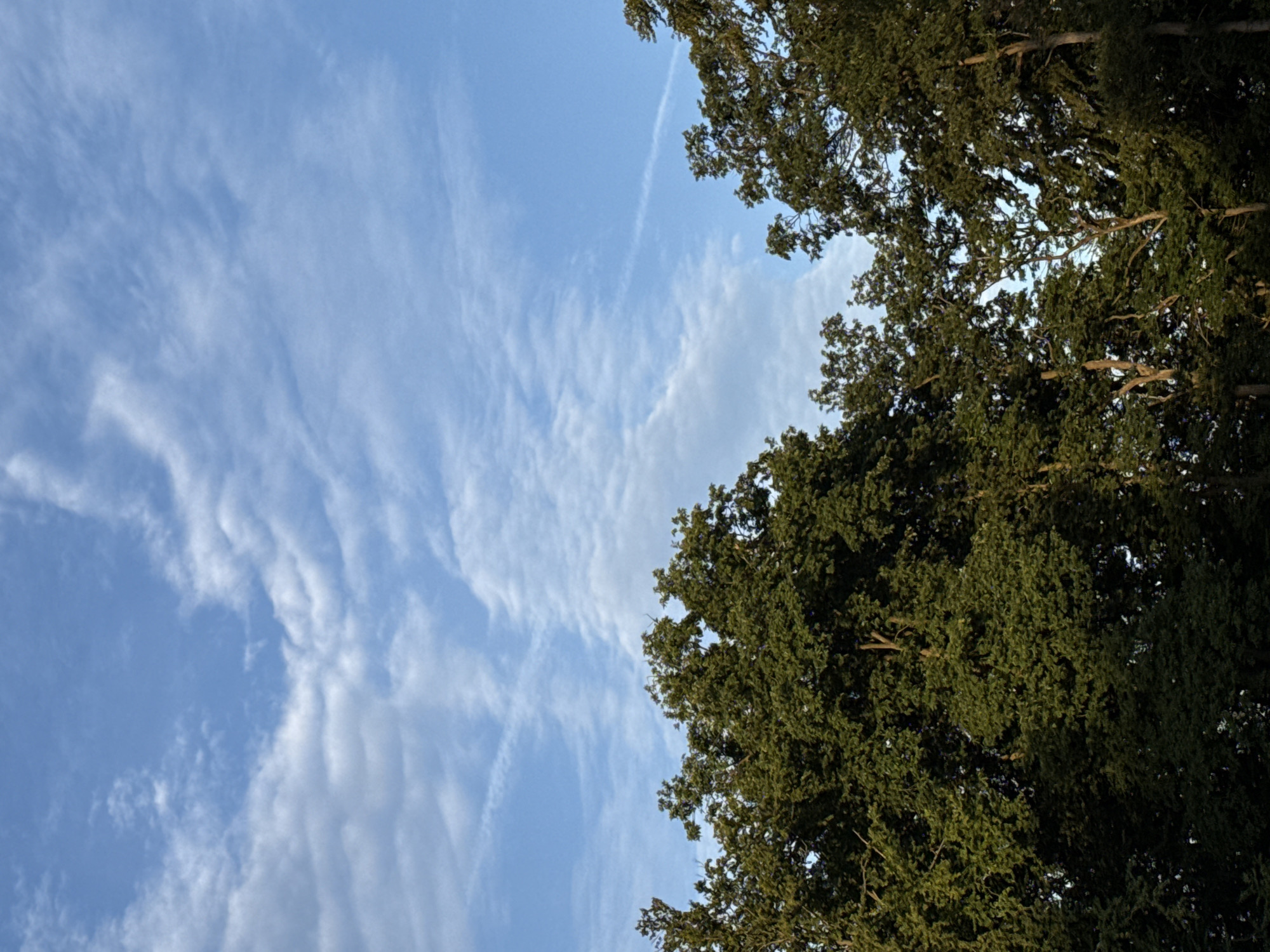The image captures the sky and the tops of trees. The sky is a clear blue with wispy white clouds. The trees are dense and green, with sunlight filtering through their leaves. The perspective is looking upwards, suggesting the photo was taken from ground level, possibly in a park or forest area. The image does not contain any information to specify a location within the city of Bad Sachsa, Germany.