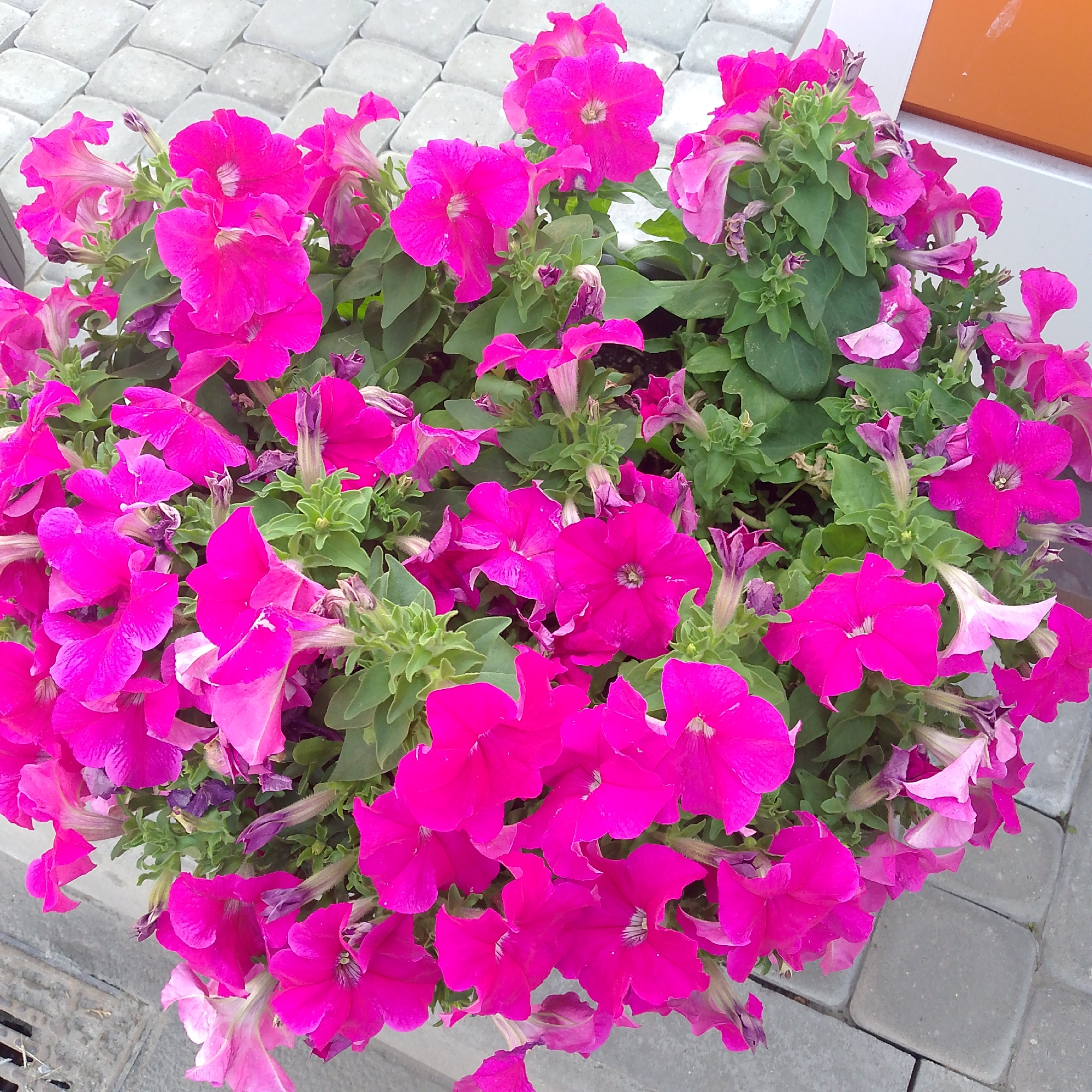 The image shows a planter filled with vibrant pink petunias, viewed from a high angle. The flowers are in full bloom and densely packed, with green foliage peeking through. Some of the petunias are fully open, revealing their trumpet-shaped petals and a lighter center, while others are still in bud. A few wilted flowers are also visible, indicating the natural life cycle of the plants. The planter is placed on a surface paved with light grey interlocking stones arranged in a diamond pattern. In the background, a portion of a light brown rectangular object, possibly a bench or a wall, is visible. The scene appears to be outdoors, likely in a public area or garden. There are no people or animals present in the image. The image is a close-up view of the petunias, with the paving stones and background elements slightly blurred, emphasizing the flowers as the primary subject. The overall impression is one of natural beauty and urban landscaping. The presence of paving stones and planters suggests an urban setting, and the flowers themselves are common decorative plants in public spaces. The context of Vyazniki, Russia, would imply this is an outdoor scene in a city or town in that region.