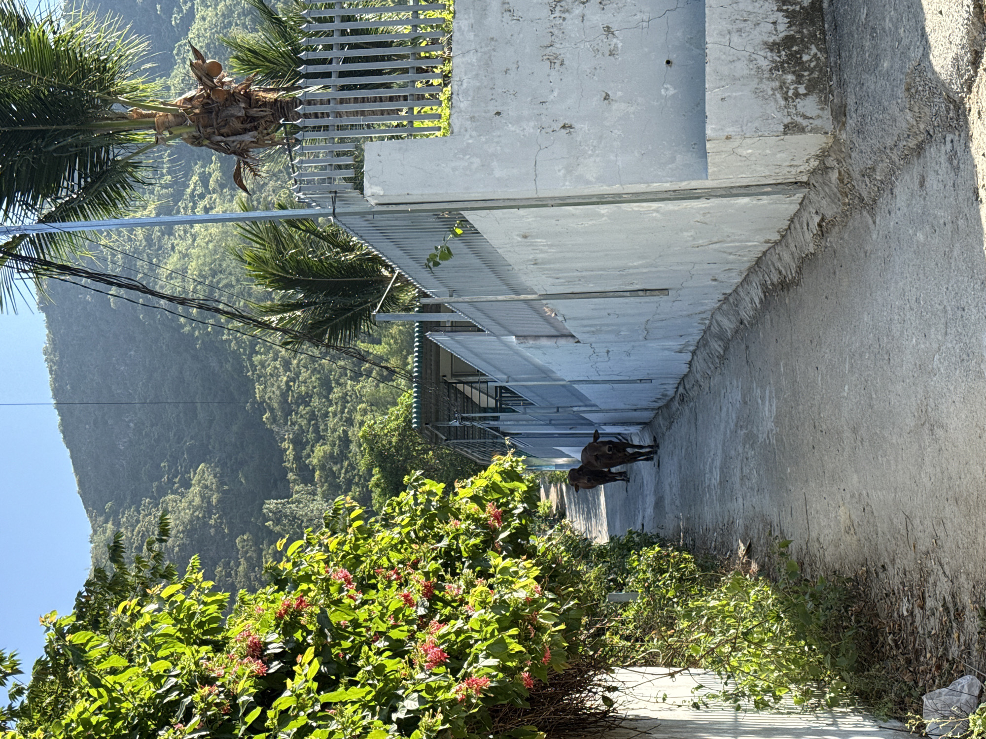The image shows a narrow, concrete alleyway adjacent to a weathered, light-colored building in Bac Natural Heritage Area Trang, Vietnam. The alleyway leads toward a green, mountainous landscape under a bright, blue sky. Two brown cows stand in the alleyway. Lush vegetation, including bushes with red flowers, grows alongside the alleyway. A palm tree is visible near the top of the building. Overhead power lines are strung nearby.