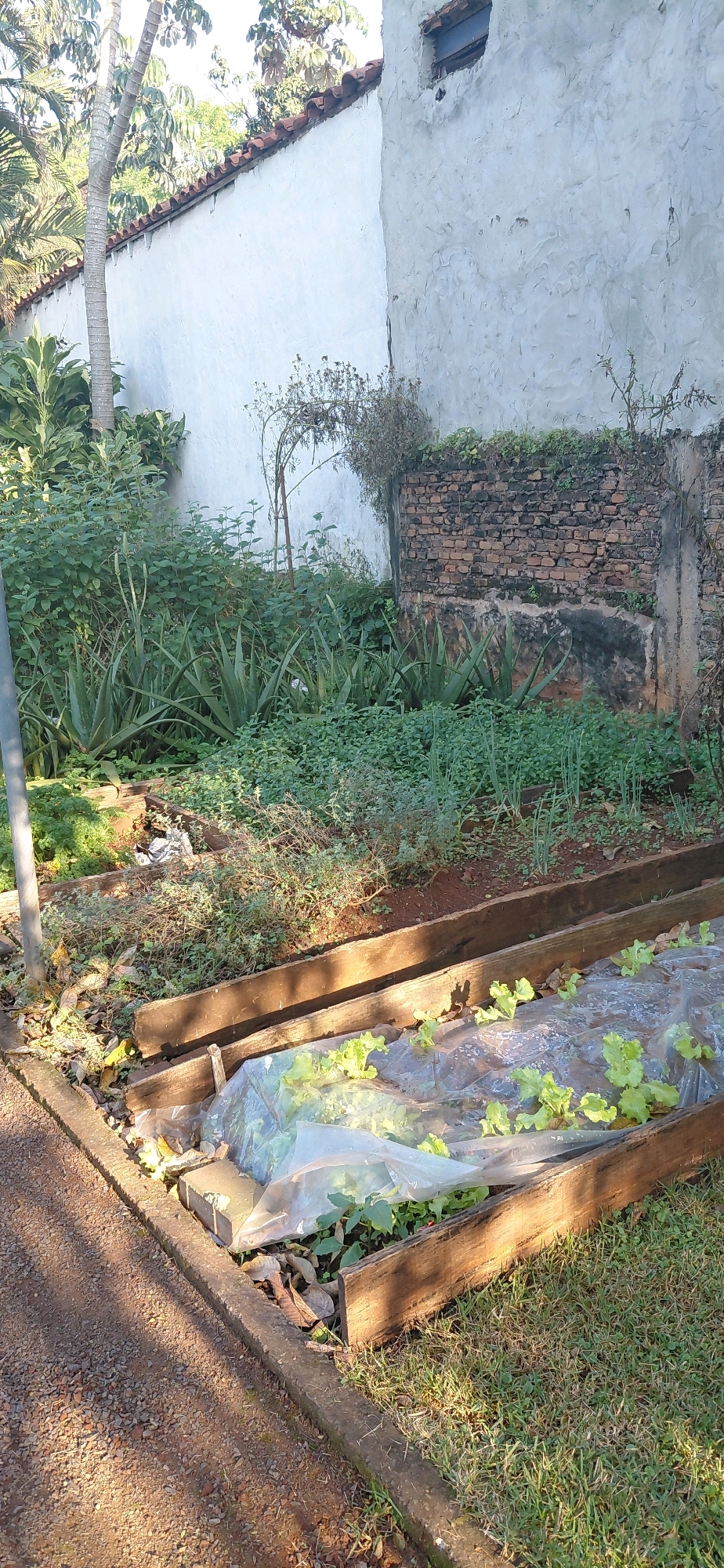 This is a photograph of a garden area next to a textured, white stucco wall with a terracotta-tiled roofline and a dilapidated brick wall in Presidente Franco, Paraguay. The foreground shows a raised garden bed constructed from weathered wooden planks, covered with clear plastic sheeting. Beneath the plastic, young lettuce plants are visible, some appearing wilted. Adjacent to the raised bed is a gravel pathway bordered by a concrete curb. The background features a variety of lush green plants, including aloe vera, and dry brush. Sunlight casts long shadows across the scene, indicating it was taken in the morning or late afternoon.