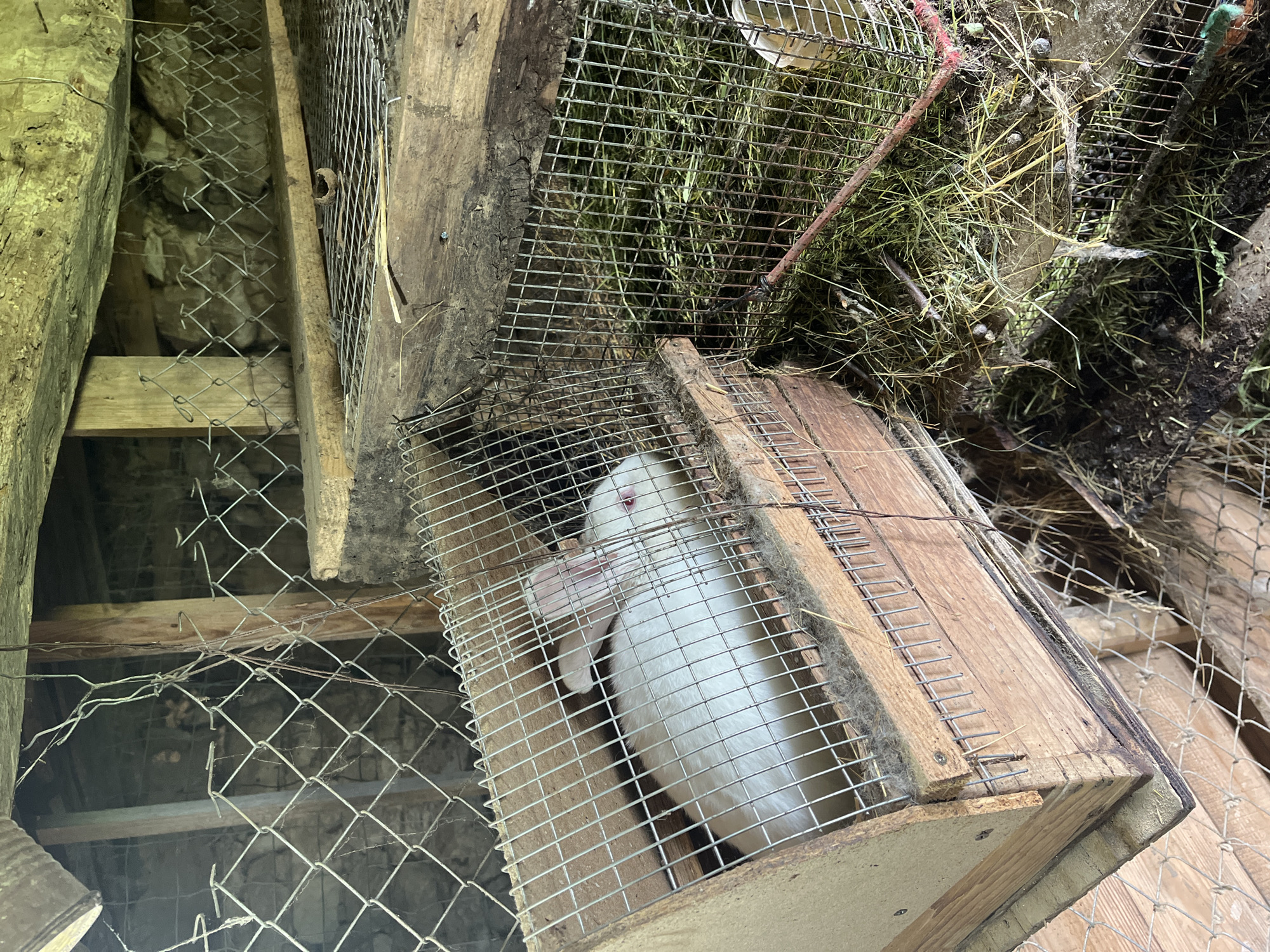 A medium-shot presents a white rabbit confined within a wire mesh cage partially constructed from wood. The cage sits askew, set among other cage structures made of wood and wire mesh. Debris, including hay and droppings, are visible both within and atop the cages. The structures are situated within what appears to be a sheltered, possibly enclosed, outdoor area. The location cannot be confirmed as Shopite, Bulgaria from the visual information alone.