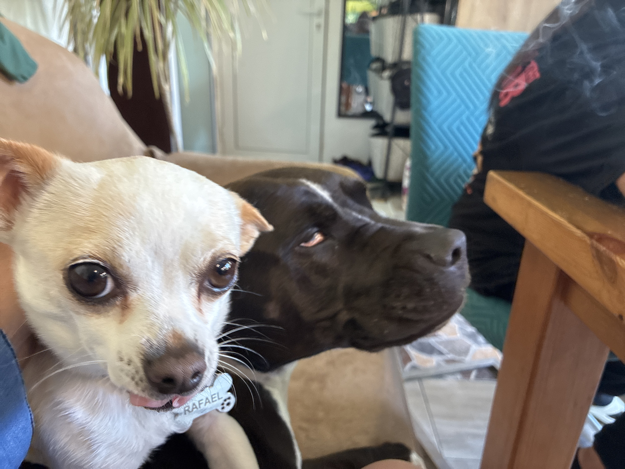 Two dogs are in the foreground. The dog on the left is a light-colored Chihuahua with light brown spots and a tag that reads "RAFAEL." The dog is sticking its tongue out slightly. To the right is a larger, dark-colored dog with a light-colored chest. The dogs are sitting in a room with a plant in the background. There is a light-colored couch to the left of the dogs. Behind the dogs are a white door and a blue chair with a geometric pattern. To the right of the dogs is a wooden table. A person wearing black clothing is sitting next to the table. The location of the photograph is unknown, but I do not have any information to suggest it is in Varna, Bulgaria.