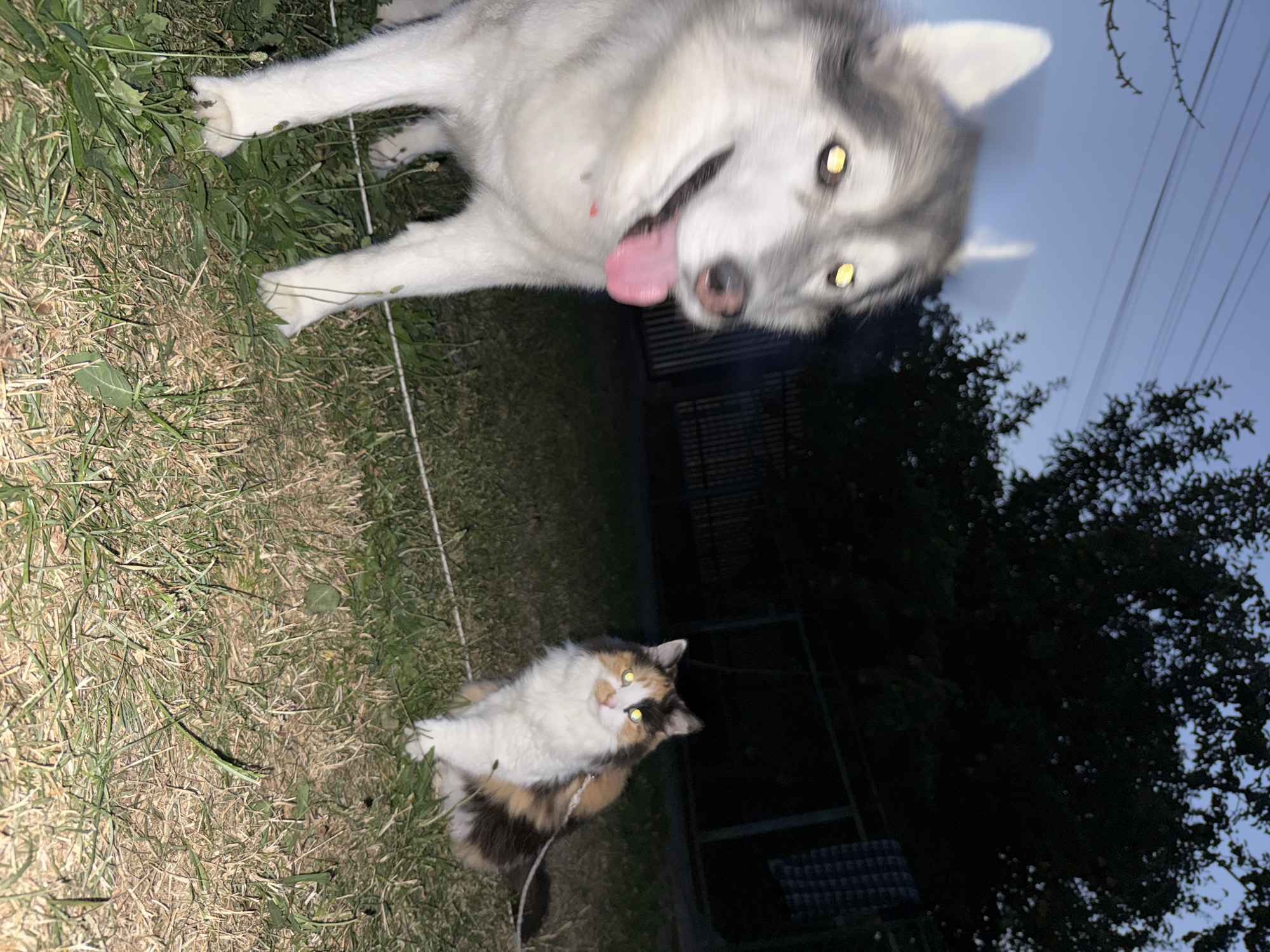 In an outdoor, grassy area, a husky dog and a calico cat are visible in the dim light of dusk. The husky, positioned on the left, is in motion, with its tongue hanging out and its eyes glowing yellow, reflecting an unseen light source. The cat, to the right, sits calmly, also with yellow-glowing eyes. A thin white cord connects the cat's harness to an unseen point, suggesting it is leashed. The background features dark trees and a fence, with a glimpse of a checkered fabric hanging in the distance. The ground is covered in grass and some dry patches. The overall atmosphere is murky, typical of a twilight setting.