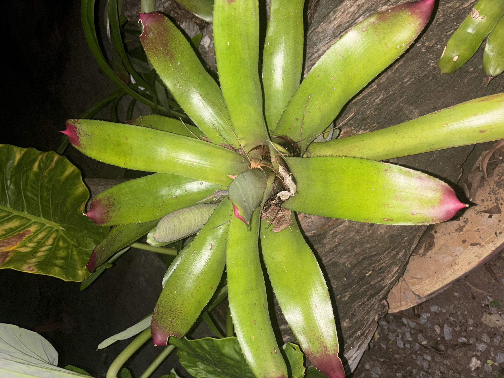 A close-up, overhead shot features a bromeliad plant with vibrant green, pointed leaves. The edges of the leaves are lined with small, sharp spines. The tips of several leaves are tinged with a deep magenta color, and some also have reddish speckling. The plant's center appears to be developing a bud or pup, characterized by tightly furled, pale green leaves.
The bromeliad is situated on a rough, weathered wooden surface that shows signs of age and natural texture. In the background, large, dark green leaves with yellowish veins are visible, suggesting a lush, possibly tropical, environment. The ground surrounding the wood is a mixture of dark soil and small, grey gravel. The lighting suggests it might be evening or a shaded area, with some parts of the image appearing dark and out of focus. The overall scene is likely located in Chalong, Thailand, given the presence of tropical flora and the mention of the location. There are no people or animals present in the image.