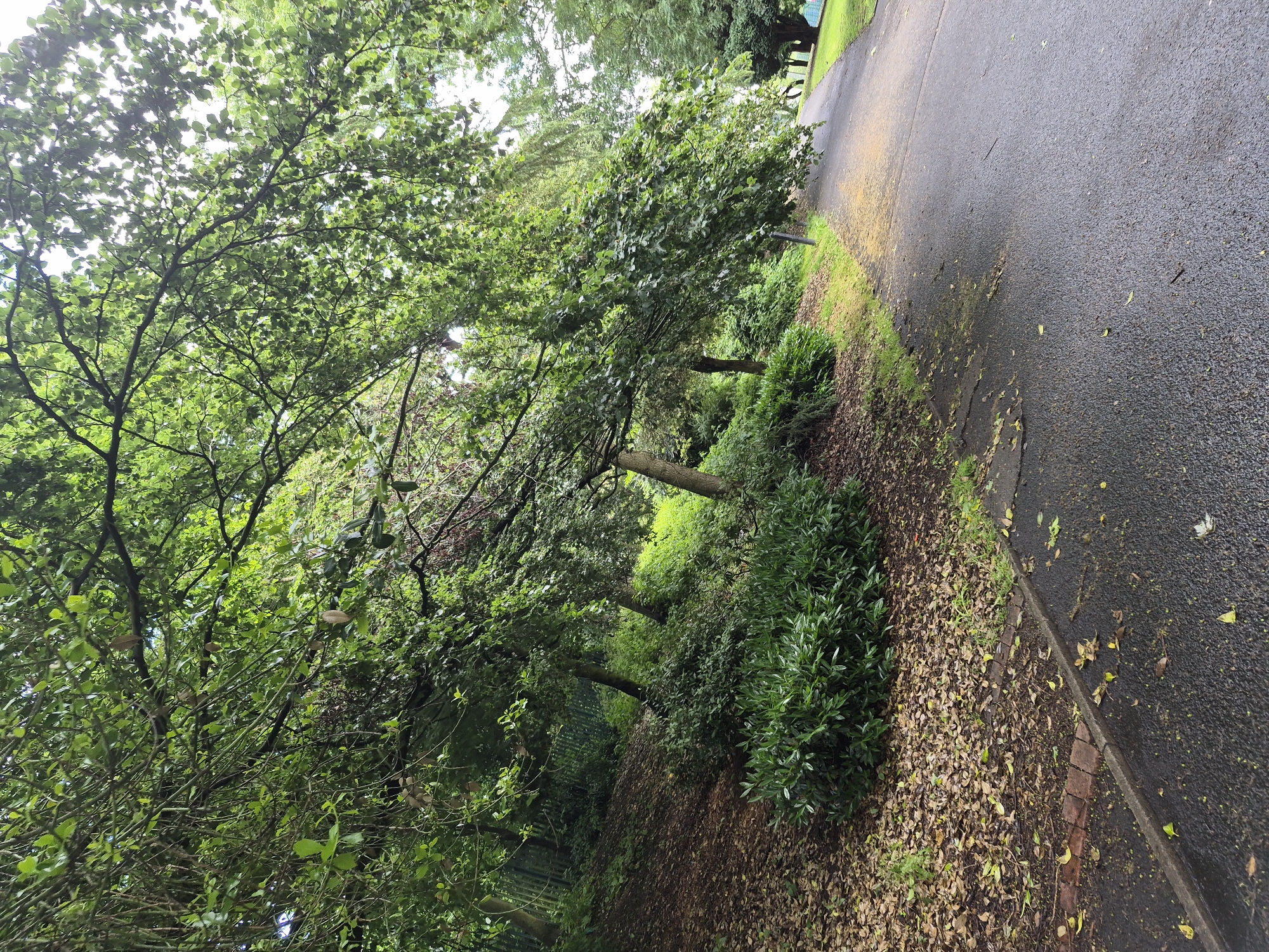 The image depicts a pathway in a park, likely in Sandwell, United Kingdom. The pathway is paved with asphalt and has a slight incline, curving towards the right and disappearing into the distance. The left side of the pathway is bordered by a steep, wooded embankment covered in fallen leaves and some grass. A dense cluster of green bushes grows at the base of the embankment. Further up the embankment, several trees with lush green foliage overhang the pathway. The trees' branches create a canopy that casts shadows on the ground. The overall atmosphere is natural and slightly damp, suggesting recent rain. There are no people or animals visible in the image.