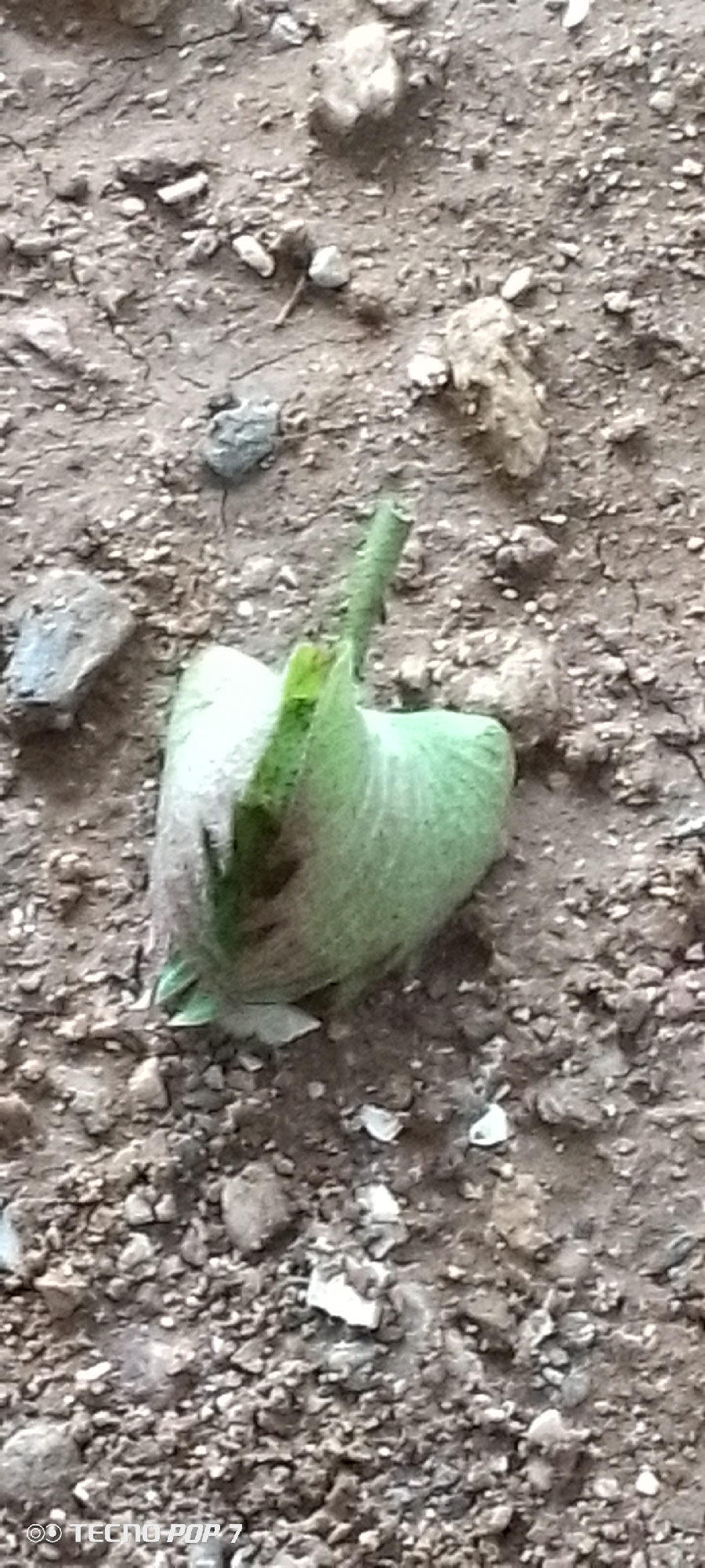 A close-up shot focuses on a light green, unopened cotton boll lying on dry, rocky soil. The boll is somewhat deflated and has a pointed stem extending upwards and to the right, breaking through its top. The soil is a mix of dirt and small pebbles, with larger stones scattered throughout. The scene appears to be outdoors, likely in a rural or arid environment, given the dry earth and sparse vegetation suggested by the boll. The lighting suggests it is daytime, though the exact time is not discernible. No people are visible in the frame. In the bottom left corner of the image, the text "TECNO POP 7" is visible, likely indicating the device used to capture the photo. The context of Altagracia, Venezuela, suggests this scene is within that region.