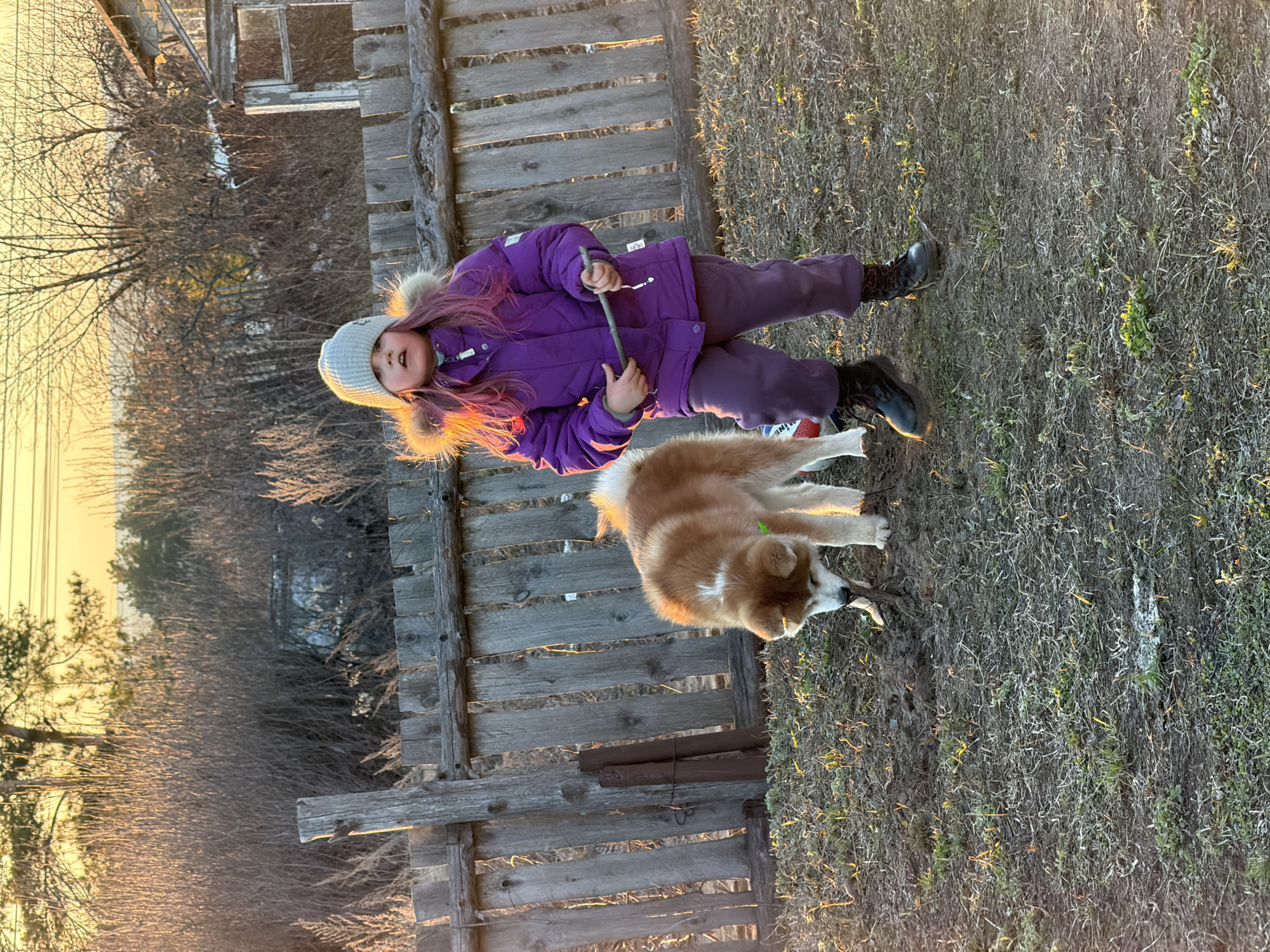In the city of Chaikovsky, Russia, a child with purple hair is standing outside near a weathered wooden fence, holding a stick. The child is wearing a purple winter jacket with fur trim, purple pants, and a gray hat. Beside the child, a dog with a light brown and white coat is chewing on a stick. The ground is covered in dry grass and patches of dirt. In the background, there are bare trees and a glimpse of buildings. The scene appears to be lit by the warm, golden light of the setting sun.