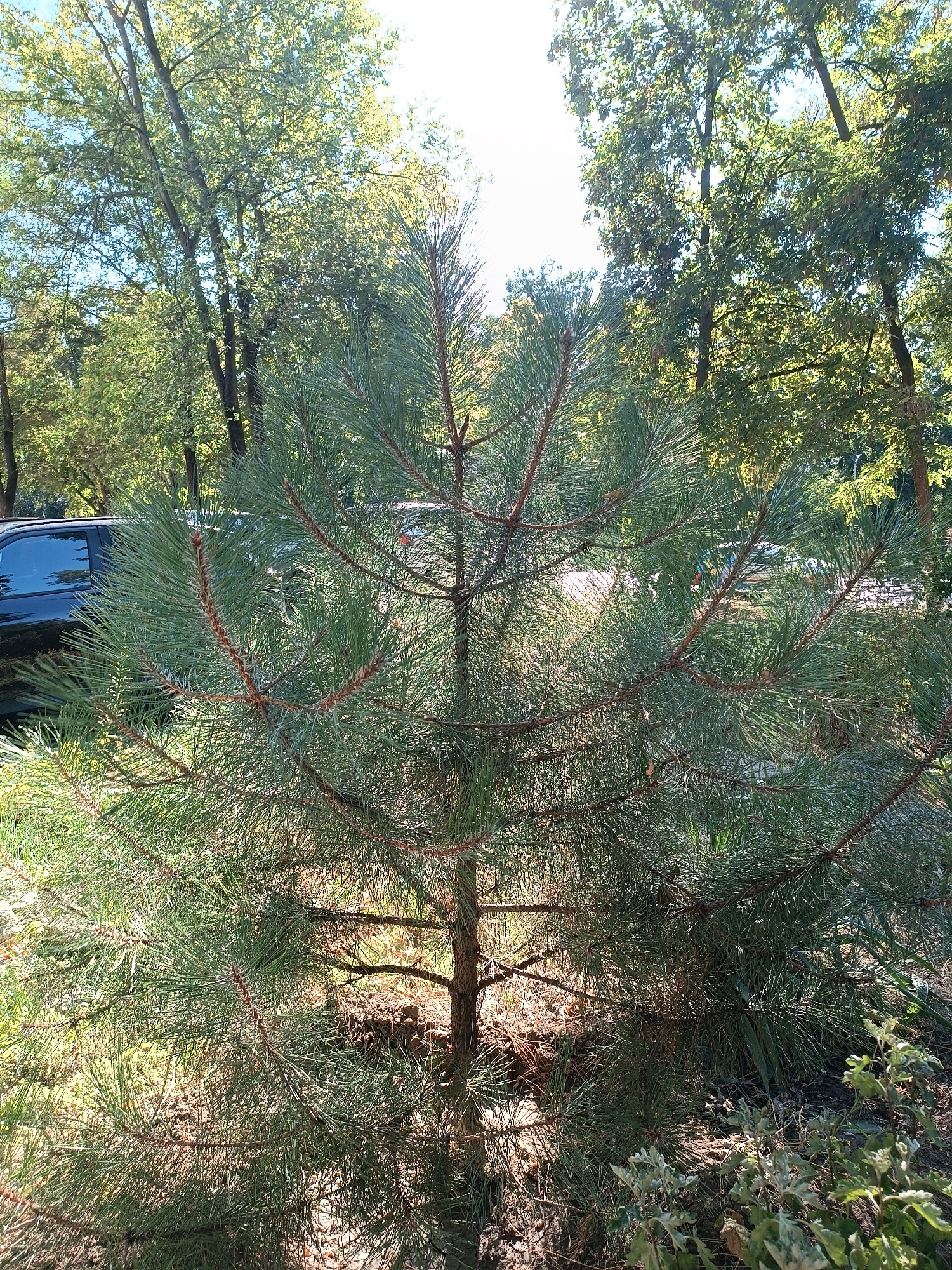 A young pine tree is prominently featured in the foreground of this outdoor, daytime image. The tree has a relatively sparse arrangement of branches, each adorned with long, green needles. Sunlight filters through the dense foliage of larger trees in the background, creating a dappled light effect on the pine tree and the ground below. To the left of the pine tree, a portion of a dark-colored vehicle, possibly an SUV, is visible. The environment appears to be a park or garden area within the city of Chișinău, Moldova, given the presence of both natural vegetation and elements of urban infrastructure. The overall scene is peaceful and natural, with a focus on the young pine tree as the primary subject.