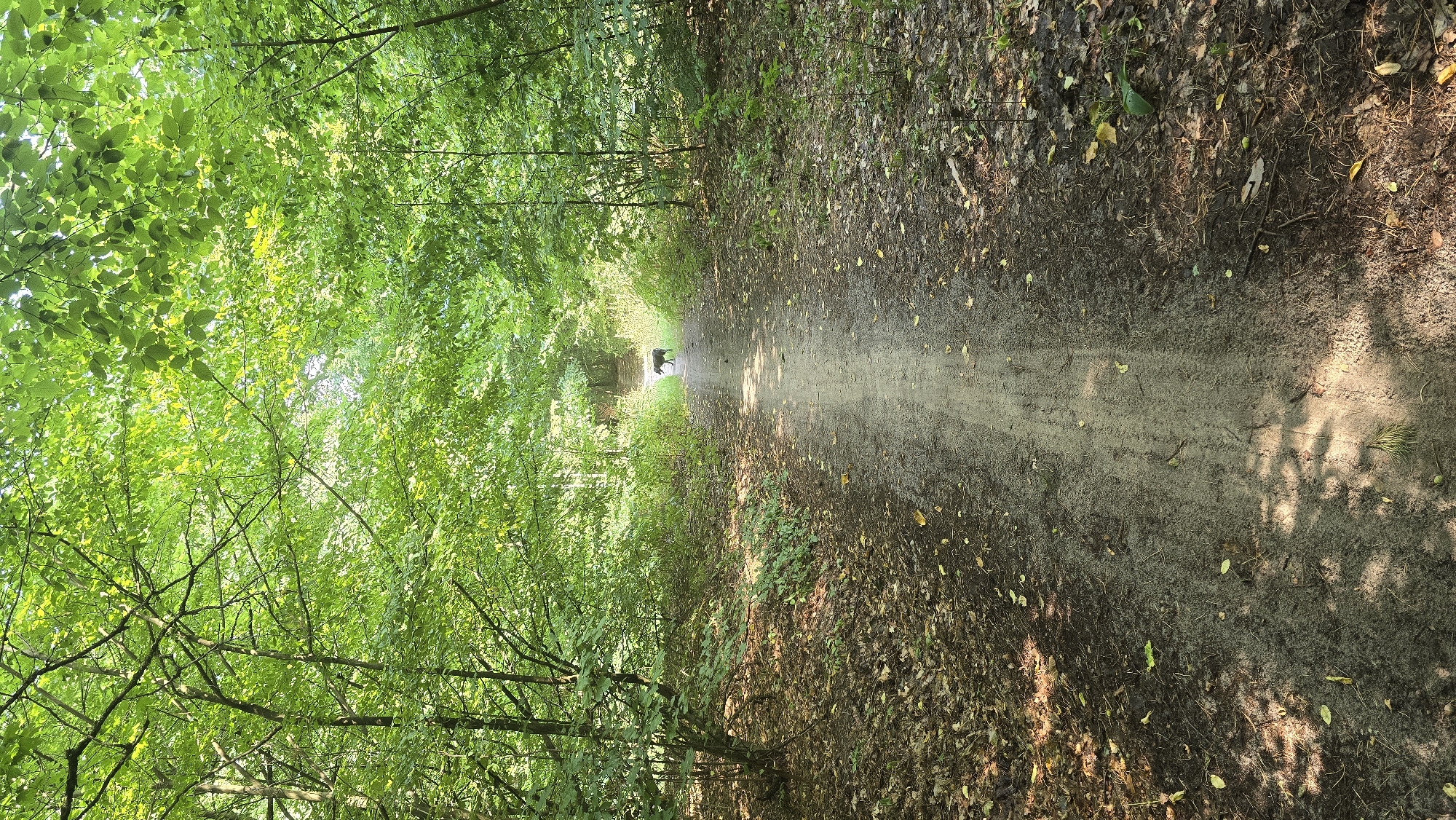 The image depicts a dirt path through a dense forest. Sunlight filters through the lush green canopy of leaves, dappling the path with light and shadow. Fallen leaves and pine needles litter the forest floor. In the distance, a dark-colored dog walks along the path, its silhouette visible against the brighter background. The scene is serene and natural, suggesting a peaceful walk in the woods. Based on the information provided, this location is in the city of Zarichany, Ukraine.