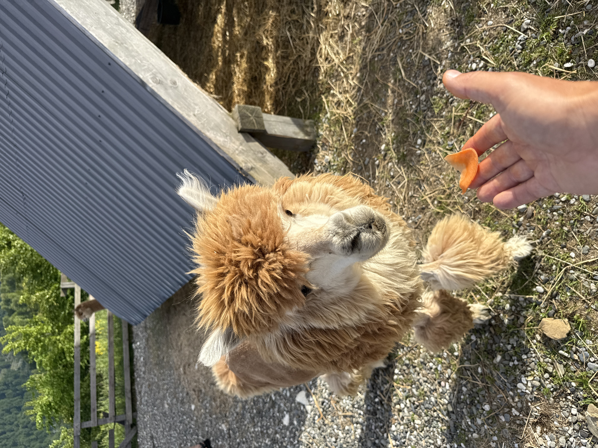 An eye-level outdoor shot captures a light brown alpaca intently looking up at a human hand offering a piece of orange carrot. The alpaca, with its characteristically fluffy, shaggy fur around its face and head, is positioned centrally, facing slightly left. Its muzzle and nose are prominent, showing a curious and expectant expression.
The human hand, appearing from the top right of the frame, holds a small, curved slice of carrot between two fingers. The ground beneath the alpaca and the hand is a mix of light-colored gravel and patches of dried grass or hay.
In the background, to the left, is a section of a gray corrugated metal structure, likely a shed or shelter, with a wooden beam running along its top edge. Further back and to the far left, beyond the structure, are lush green trees suggesting a natural, possibly hilly or mountainous, landscape. On the right side of the background, there's more dried grass or hay, and another wooden beam can be seen.
The lighting indicates bright daylight, with clear shadows cast on the ground, suggesting a sunny day. The overall scene conveys an interaction between a human and an animal in an outdoor farm or enclosure setting. There is no visible text in the image.
