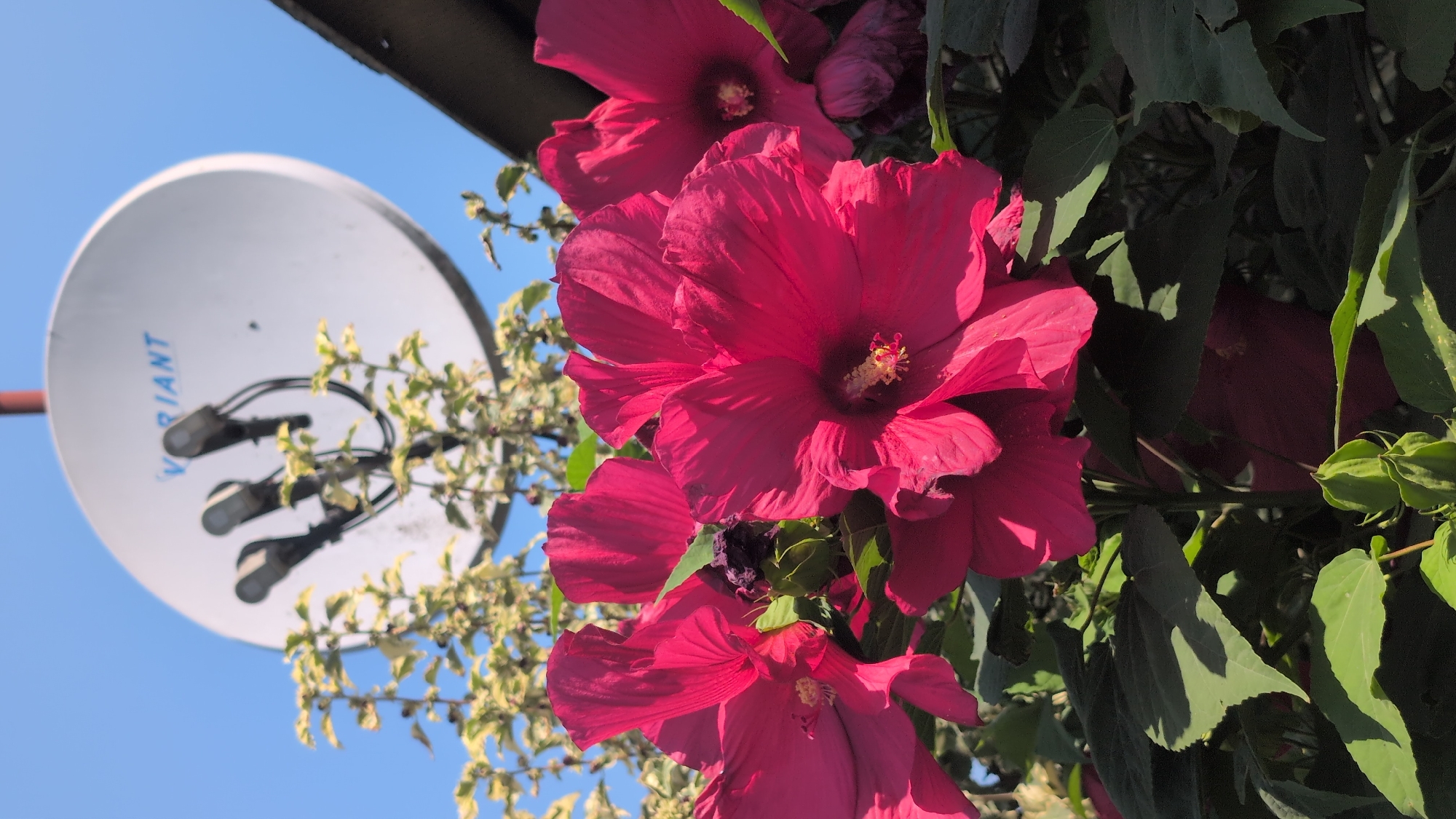 The image shows a close-up view of several large, vibrant pink hibiscus flowers in full bloom, set against a backdrop of lush green foliage. In the upper portion of the image, a satellite dish with the brand name "VARIANT" is visible, mounted on a pole. The sky behind the dish is a clear, bright blue. The scene appears to be outdoors, likely in a garden or yard, given the presence of the flowers and foliage. The lighting suggests it is daytime, with sunlight casting shadows on the leaves and flowers. There are no people visible in the image. The satellite dish and its mounting structure suggest a residential or possibly a commercial setting with access to satellite television or internet. The overall impression is one of a sunny day with vibrant natural elements complemented by man-made technology. The location in Izmail, Ukraine, places this scene within the context of a specific geographic region.
