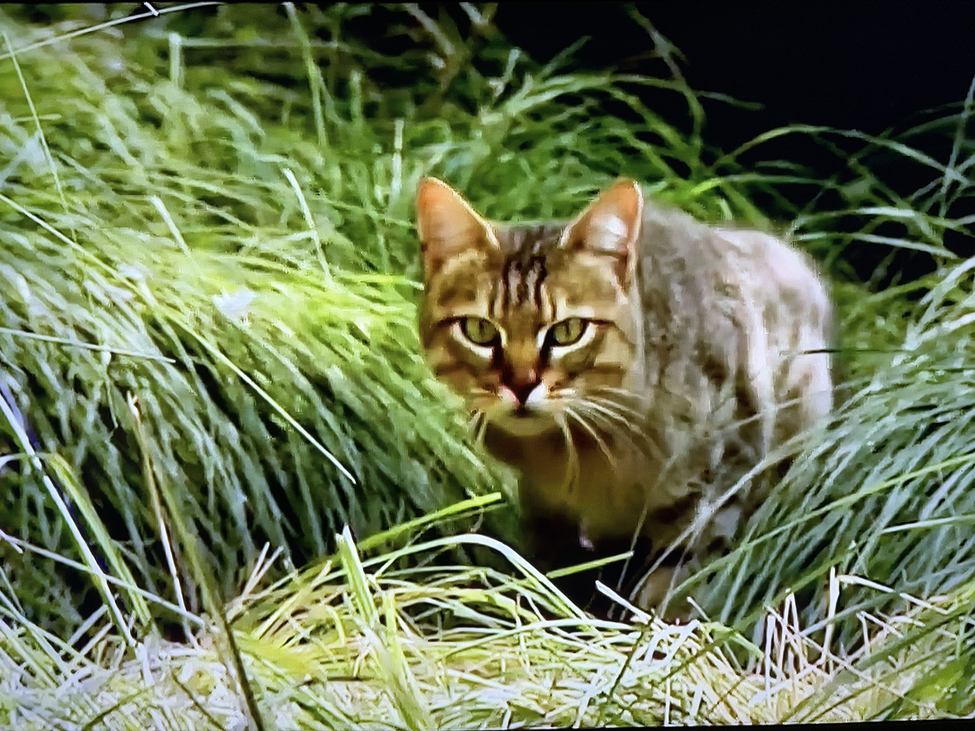 The image shows a medium shot of a tabby cat with green eyes and striped fur. The cat is partially hidden in tall green grass, with its head and upper body visible. The grass is dense and appears to be growing in a natural setting. The background is dark and out of focus, suggesting a natural environment. The cat's gaze is directed towards the camera, and it appears alert. There are no people or visible text in the image. The lighting suggests it could be daytime, perhaps in a meadow or woodland area. The overall impression is one of a wild or semi-wild cat in its natural habitat.