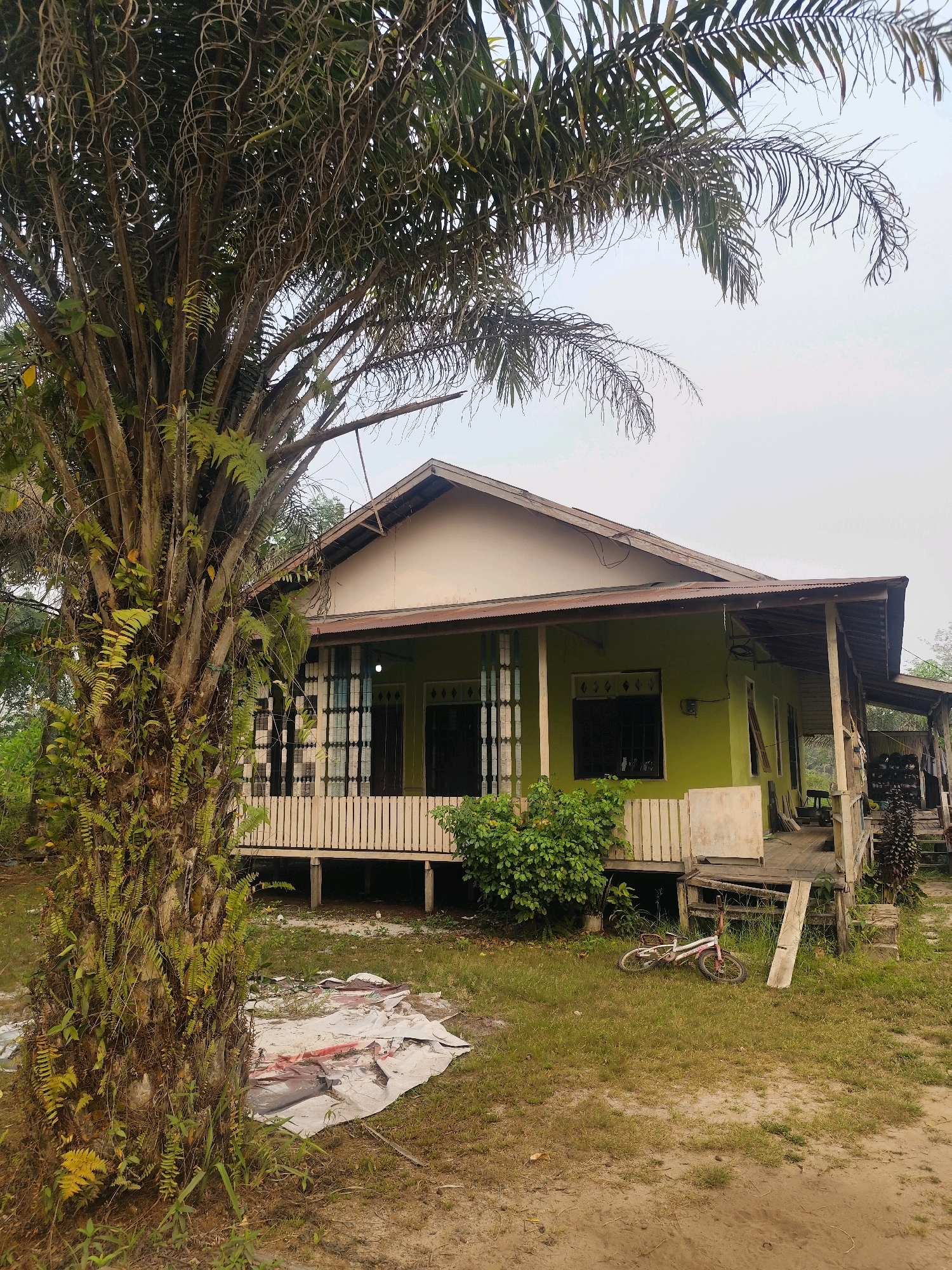 The image depicts a modest, light green wooden house on stilts in a rural or semi-rural setting. The house has a white trim and a corrugated metal roof that shows signs of age. A wooden porch runs along the front of the house, with a railing made of vertical wooden slats. Several windows with decorative metal grates are visible. In front of the house, there is a lawn with some patchy grass and sandy areas. A large palm tree with fronds extending into the upper portion of the frame stands prominently to the left of the house. There are some white sheets of material with red markings on the ground in front of the palm tree, and a small white and pink bicycle lies on its side on the grass near the porch. The background shows more vegetation and an overcast sky. The scene suggests a residential area, likely in a tropical climate, possibly in or near Palangka Raya, Indonesia, given the prevalence of palm trees and the architectural style.