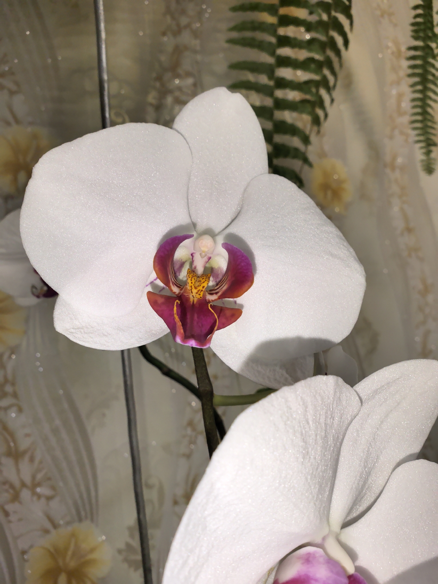 A close-up captures two white orchid flowers in sharp focus. The upper flower is prominently displayed, with its large, rounded, and textured white petals surrounding a complex center. The center features a palette of colors, including shades of purple, red, and yellow. The second flower is positioned in the lower right of the frame, with only portions of its petals visible. A thin, dark stem supports the flowers.
In the background, a decorative wall with a floral pattern is visible, along with some green foliage (likely ferns). A thin metal rod is also seen behind the flower, possibly used for support.