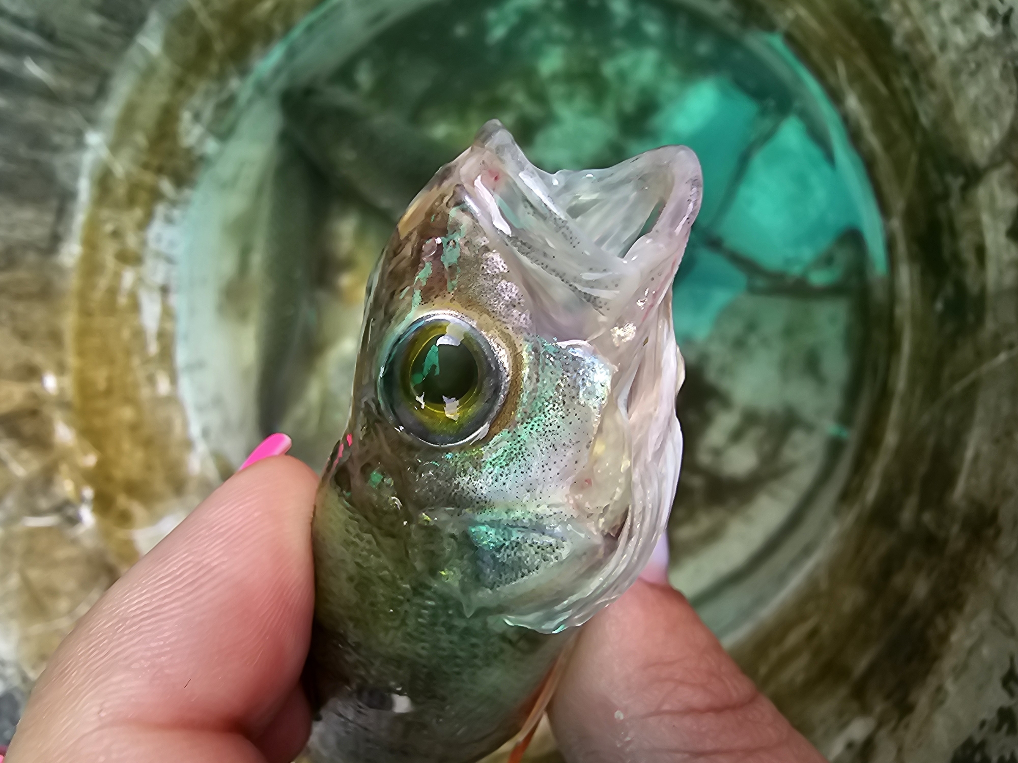 A close-up shot shows a person's hand holding a small, wet fish by its head. The fish's mouth is open, revealing its gills and teeth. Its eye is large and round with a vibrant green iris. The fish has iridescent scales that shimmer with green and blue hues. The hand holding the fish has bright pink fingernails. The background is blurred, showing a bucket filled with murky green water. The water's surface reflects light, creating a dappled effect. The overall impression is that the fish has just been caught or is being examined. The lighting suggests it's daytime, and the setting appears to be outdoors, possibly near a body of water given the bucket and fish. There is no visible text in the image. The location context provided is Kalinovka, Russia.