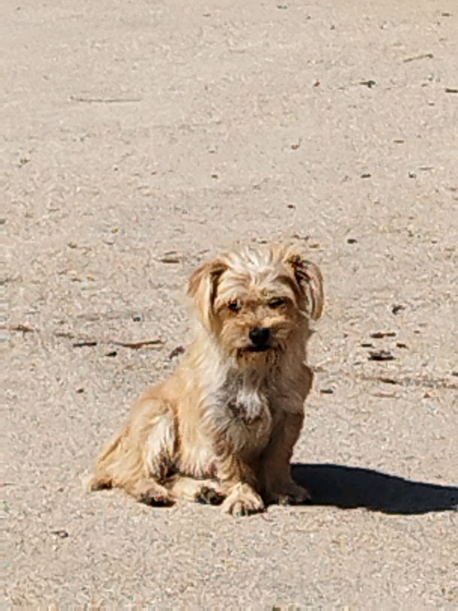 A small, tan-colored dog with shaggy fur sits on a sandy, gravel-covered surface. The dog is facing forward, with its ears perked and a slightly alert expression. The background is a uniform expanse of the sandy ground, with some small, dark specks scattered across it, possibly pebbles or debris. The lighting suggests it is daytime, as evidenced by the distinct shadow cast by the dog to its right. The scene is devoid of any urban or identifiable landmarks, making it impossible to determine its specific location within Bucharest, Romania, or any other city.