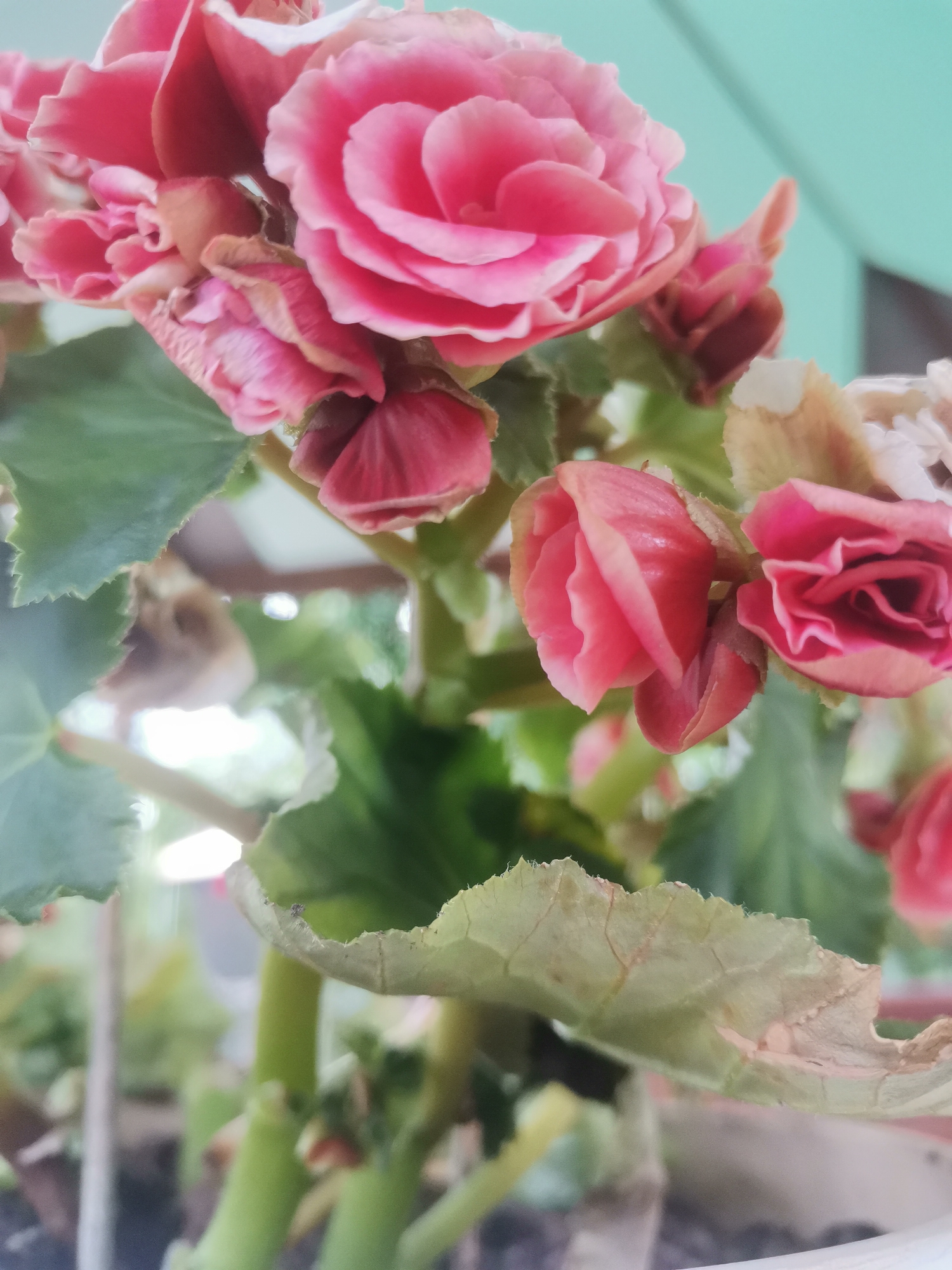 A close-up, eye-level shot captures a cluster of pink begonias in bloom, set against a soft, out-of-focus background of green leaves and a hint of a light blue structure. The flowers are varied in their stage of bloom, with some fully open, revealing layered petals, and others appearing as tight buds. The petals exhibit a gradient of pink, from deep fuchsia to lighter, almost white edges. Some of the leaves show signs of age or damage, with brown, dry edges and visible veins. The lighting is soft, creating a gentle illumination that highlights the textures of the petals and leaves. The scene is outdoors, with the blurred background suggesting it is a garden or patio setting. This image was taken in Osoitsa, Bulgaria.