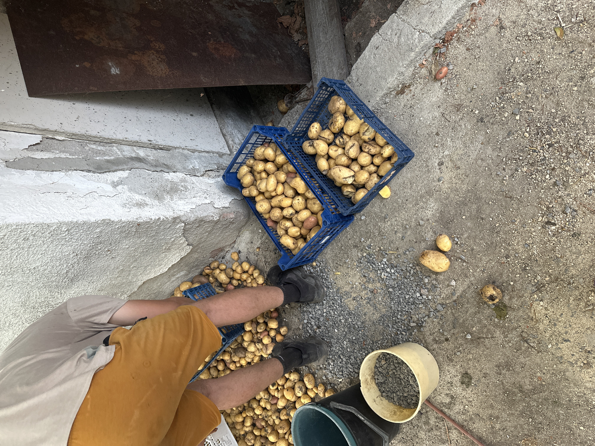 The image shows a person in orange shorts and a tan t-shirt, wearing dark shoes and socks, kneeling down and sorting potatoes. The potatoes are piled on the ground and in blue plastic crates. There are also two buckets, one black and one cream-colored, on the ground. The scene appears to be outdoors, with a rough concrete floor and a building wall in the background. The environment suggests a rural or industrial setting, possibly a farm or storage area. The location is Mlekarevo, Bulgaria.