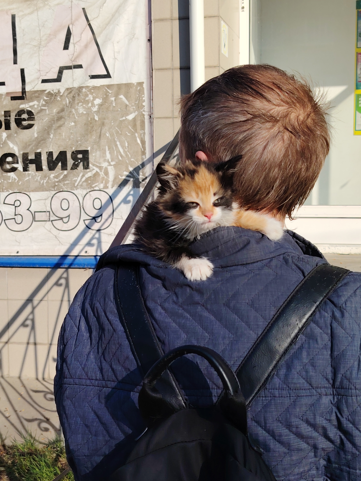 A rear view captures a person carrying a small kitten on their shoulder. The individual has short brown hair and is wearing a quilted blue jacket with black backpack straps. The kitten is multi-colored with black, orange, and white fur. In the background, there is a weathered poster with Russian text and numerals "3-99". The scene appears to be outdoors, likely on a street in Chaikovsky, Russia.