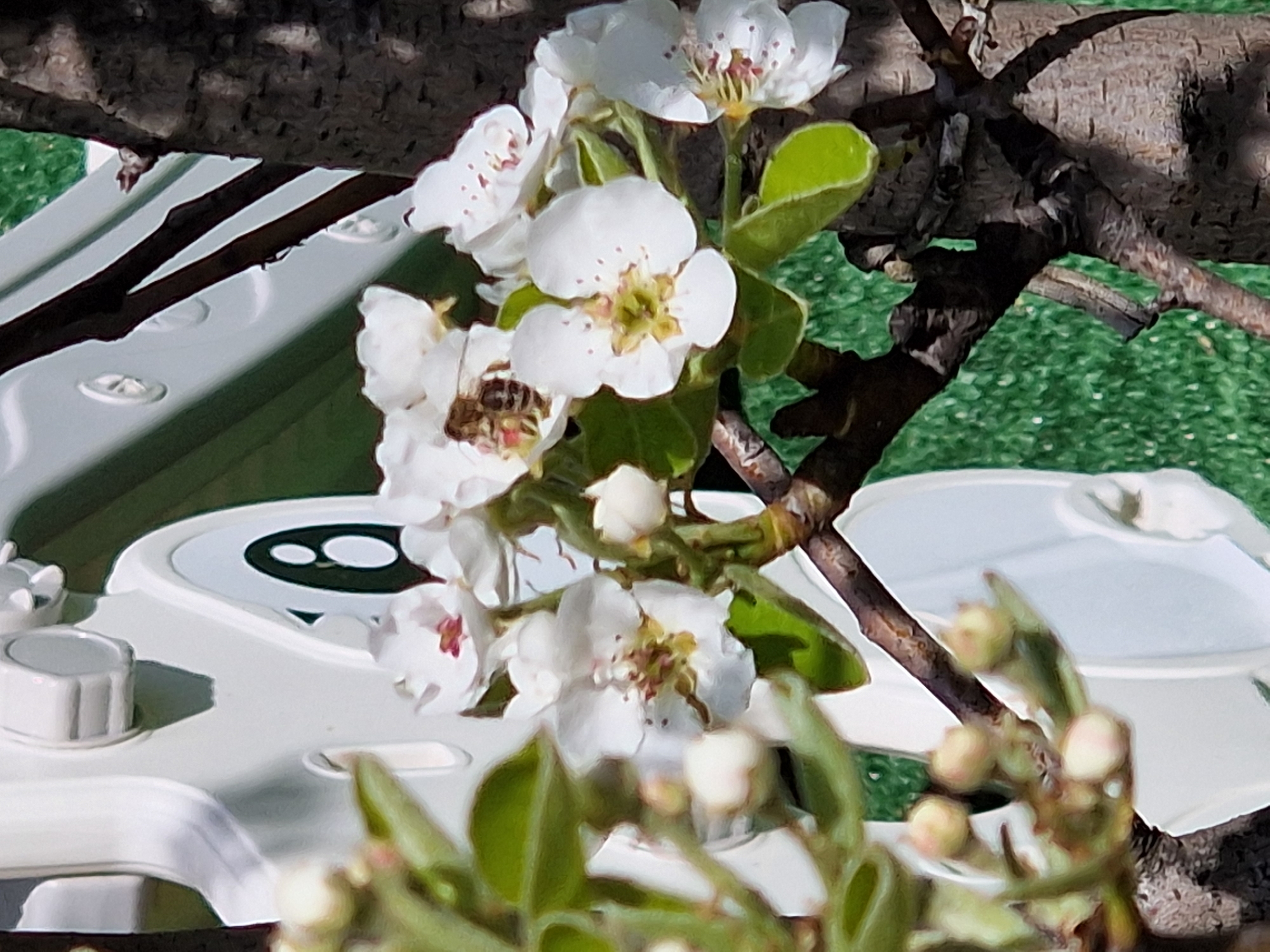 The image captures a cluster of white blossoms with visible stamens and green leaves, attached to a branch. A bee is seen on one of the flowers. In the background, there is a white structure with circular elements, possibly part of outdoor equipment or furniture. The scene is set outdoors, with hints of artificial grass. The location is not specified, but presumed to be the city of Unknown, Unknown.