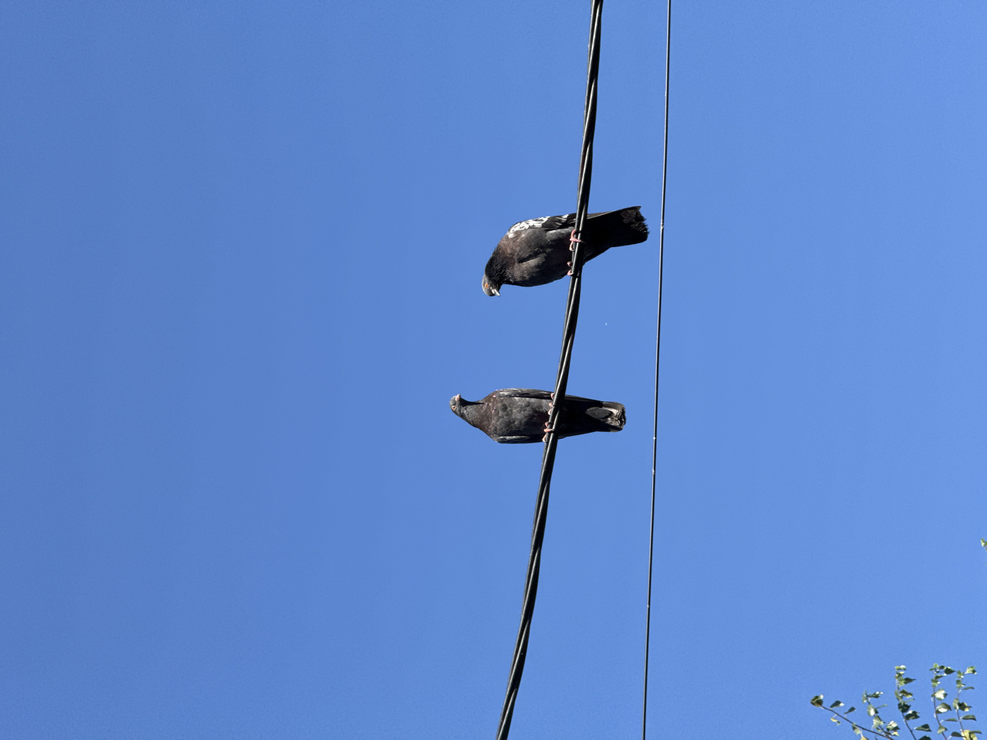 Two pigeons are perched on a thick black electrical wire against a clear, bright blue sky. The pigeon on the left is facing towards the right, while the pigeon on the right is facing towards the left. There are other wires visible below the main one, running parallel. In the bottom left corner, a small cluster of green leaves is visible. The image appears to have been taken during daylight. The scene is a common urban sight in Odesa, Ukraine, where power lines are prevalent.