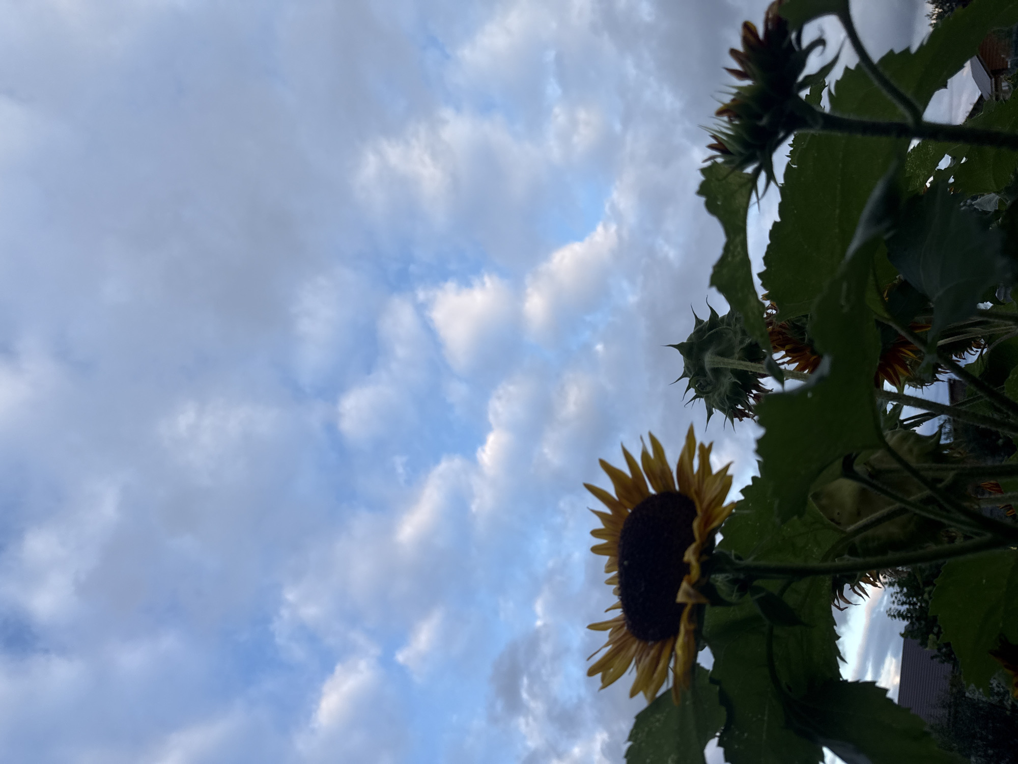 This is a low-angle, close-up photograph of sunflowers against a cloudy sky. The sunflowers are the primary subjects, with one fully bloomed sunflower in the foreground to the left, its yellow petals and dark center clearly visible. Behind it, other sunflowers are in various stages of development, some with buds and others with drooping heads. Large, green leaves surround the flowers, and some appear to have water droplets on them. In the background, a portion of a house with a roof is visible through the foliage, along with trees. The sky is filled with dramatic, scattered clouds, with patches of blue sky showing through. The overall impression is that of a garden scene, possibly taken in the late afternoon or early evening. The image does not contain any identifiable people or explicit actions. The location is stated to be Chaikovsky, Russia.