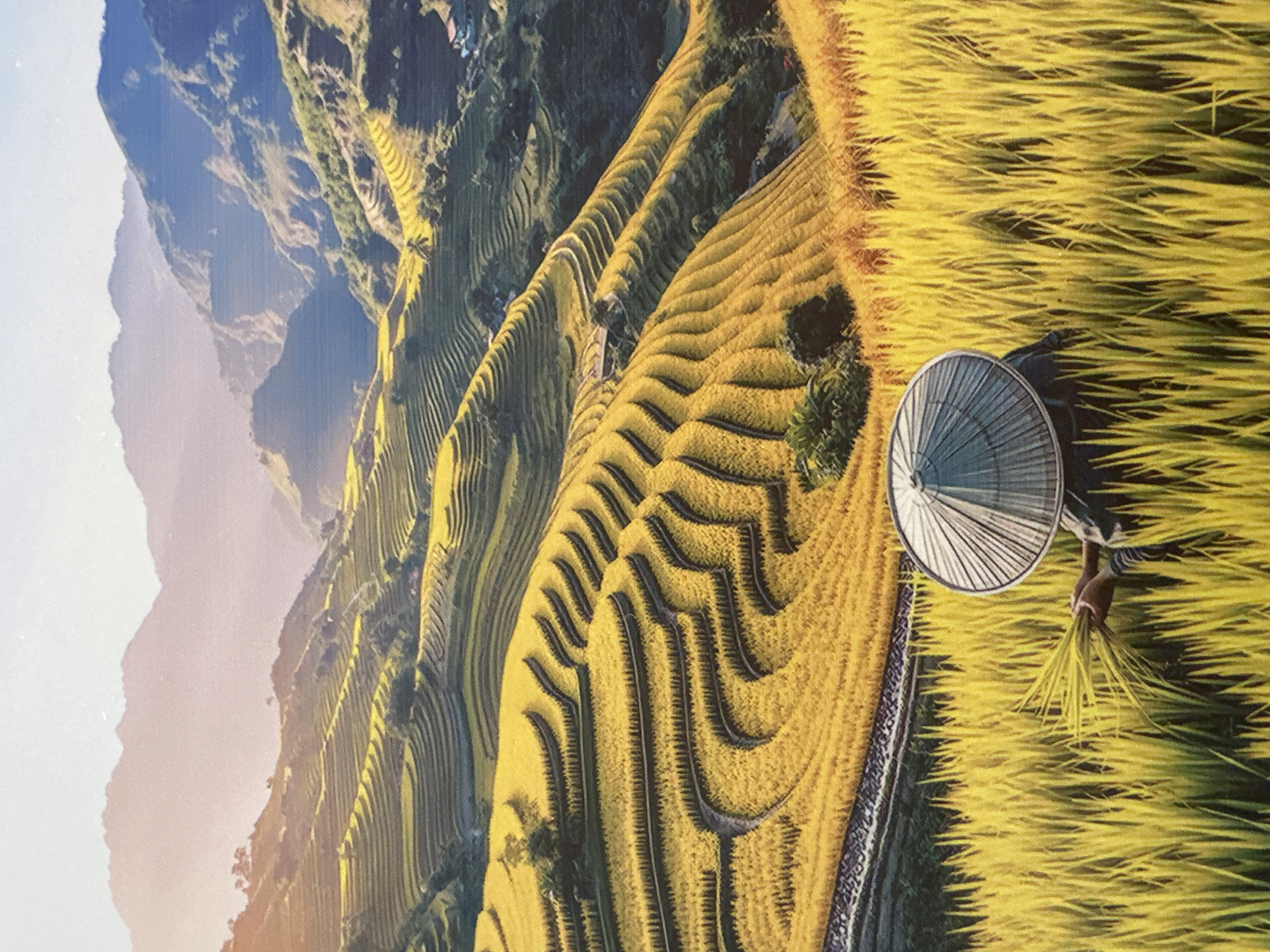 In Xóm Khán, Vietnam, a person wearing a conical hat is harvesting a field of golden rice. The terraced rice paddies create a visually stunning landscape that stretches across rolling hills. In the background, misty mountains rise up, painted in soft hues of purple and blue, while the warm glow of the setting sun casts a gentle light over the entire scene. The vibrant yellow of the ripe rice fields contrasts with the darker green of the surrounding vegetation and the distant mountains. The scene captures the essence of rural life and the beauty of agricultural landscapes in Vietnam.