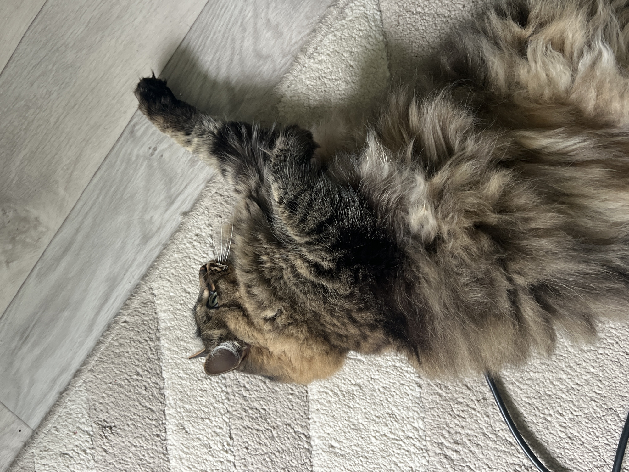 A fluffy, long-haired tabby cat with green eyes is lying on its back on a light-colored rug next to a wooden floor. The cat is mostly obscured by its fur, but its head is visible, turned to the left, with one paw extended upwards. The scene appears to be indoors, possibly in a home. There is no information to suggest this image is located in Chaikovsky, Russia.
