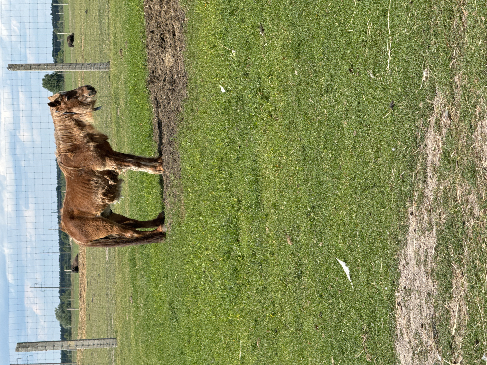A brown horse stands in a grassy field next to a dirt path. The horse is facing to the left and its mane is long and flowing. The field is green and there are some trees in the background. There is a fence in the foreground. The sky is blue and there are some clouds. The time of day appears to be midday. The weather is sunny. The location is Kostiantynivka, Ukraine.