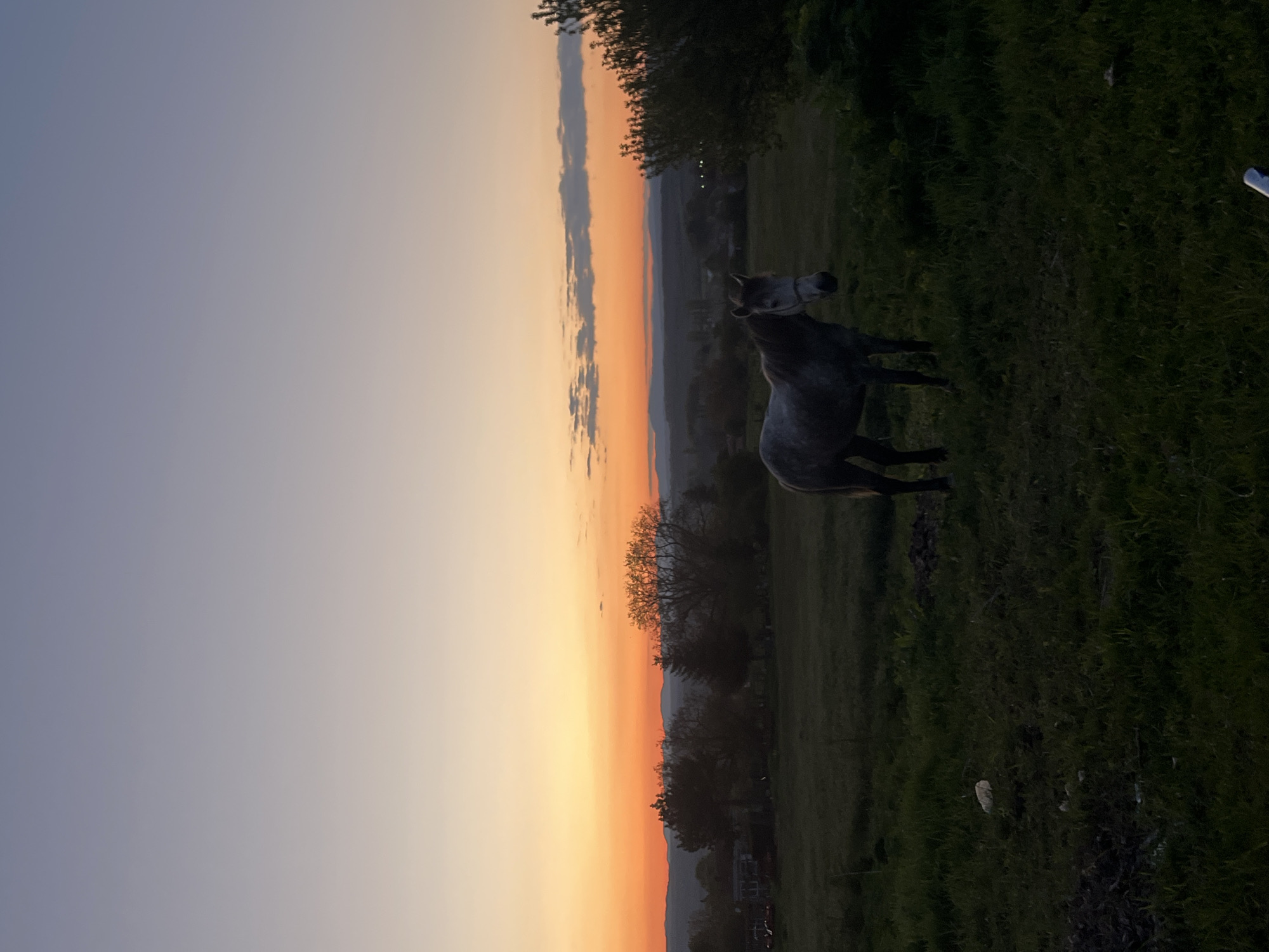 The image captures a horse in a field at Lozarevo, Bulgaria. The horse is gray and appears to be moving. The background includes a sunset with orange hues and a treeline. The lighting is dim. The foreground is mainly green grass.