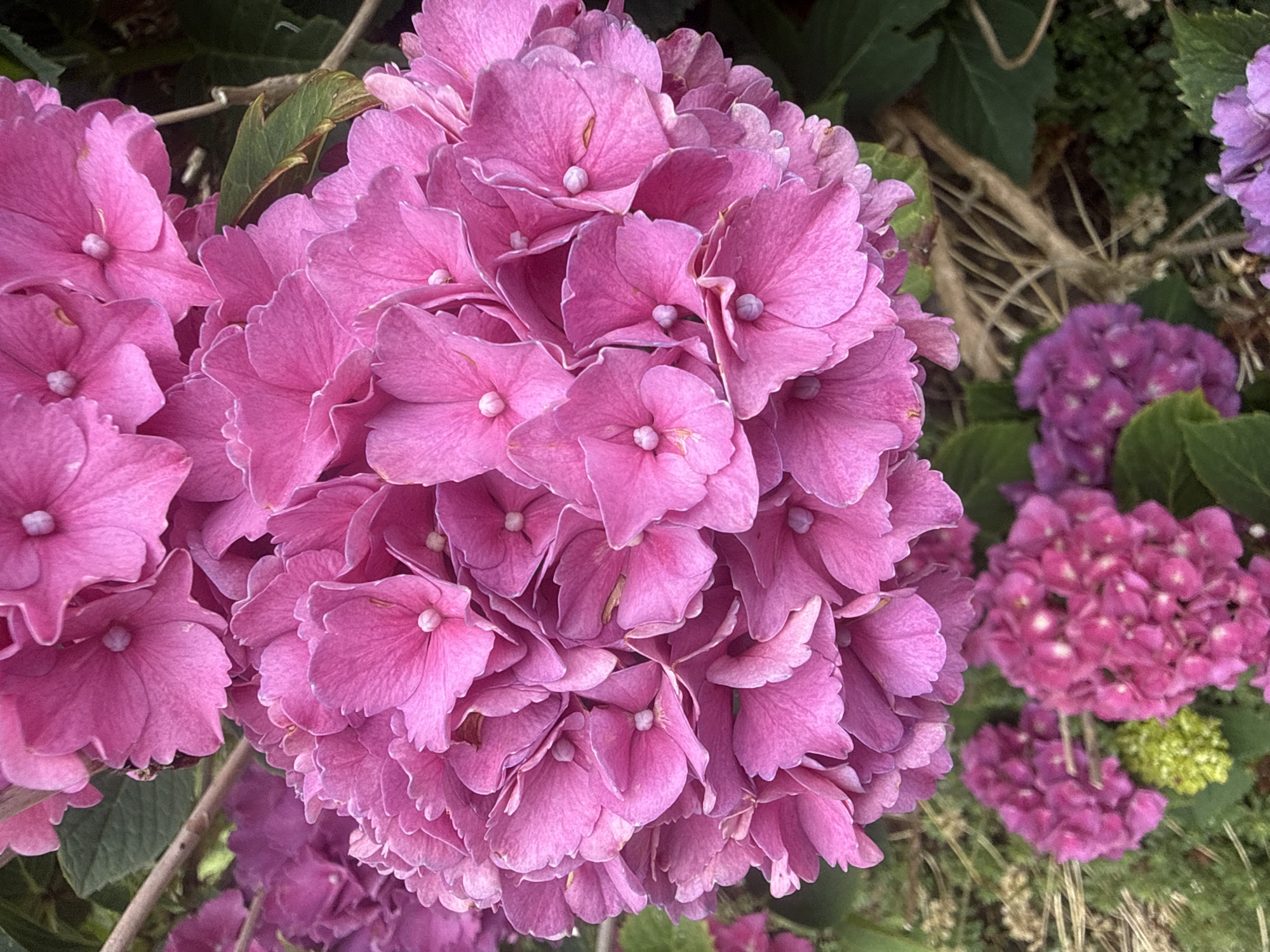 This is a close-up, eye-level, vertical photograph of a cluster of vibrant pink hydrangeas. The flowers are in full bloom, with numerous small petals forming a large, dense sphere. The petals are delicately textured and have a slightly ruffled edge. In the center of each tiny flower, a small white or pale pink stamen is visible. The background is a blur of green foliage and other hydrangeas in various shades of pink and purple, some of which are out of focus and appear smaller. The lighting is bright, highlighting the rich color of the main flower cluster. This image was taken in Wasenberg, Germany, likely in a garden or public park, given the abundance of blooming flowers.
